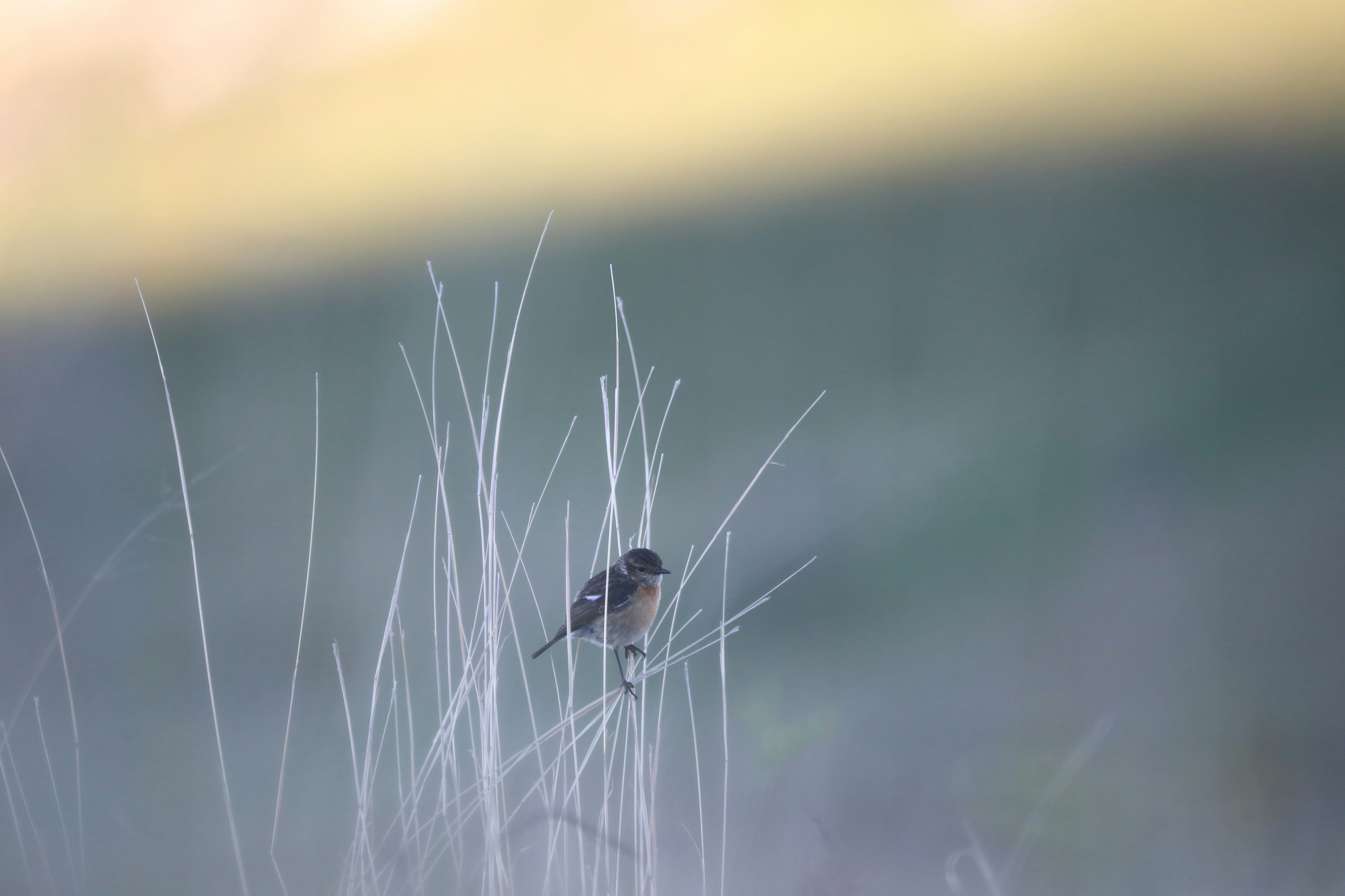 Photo by starblackharasi