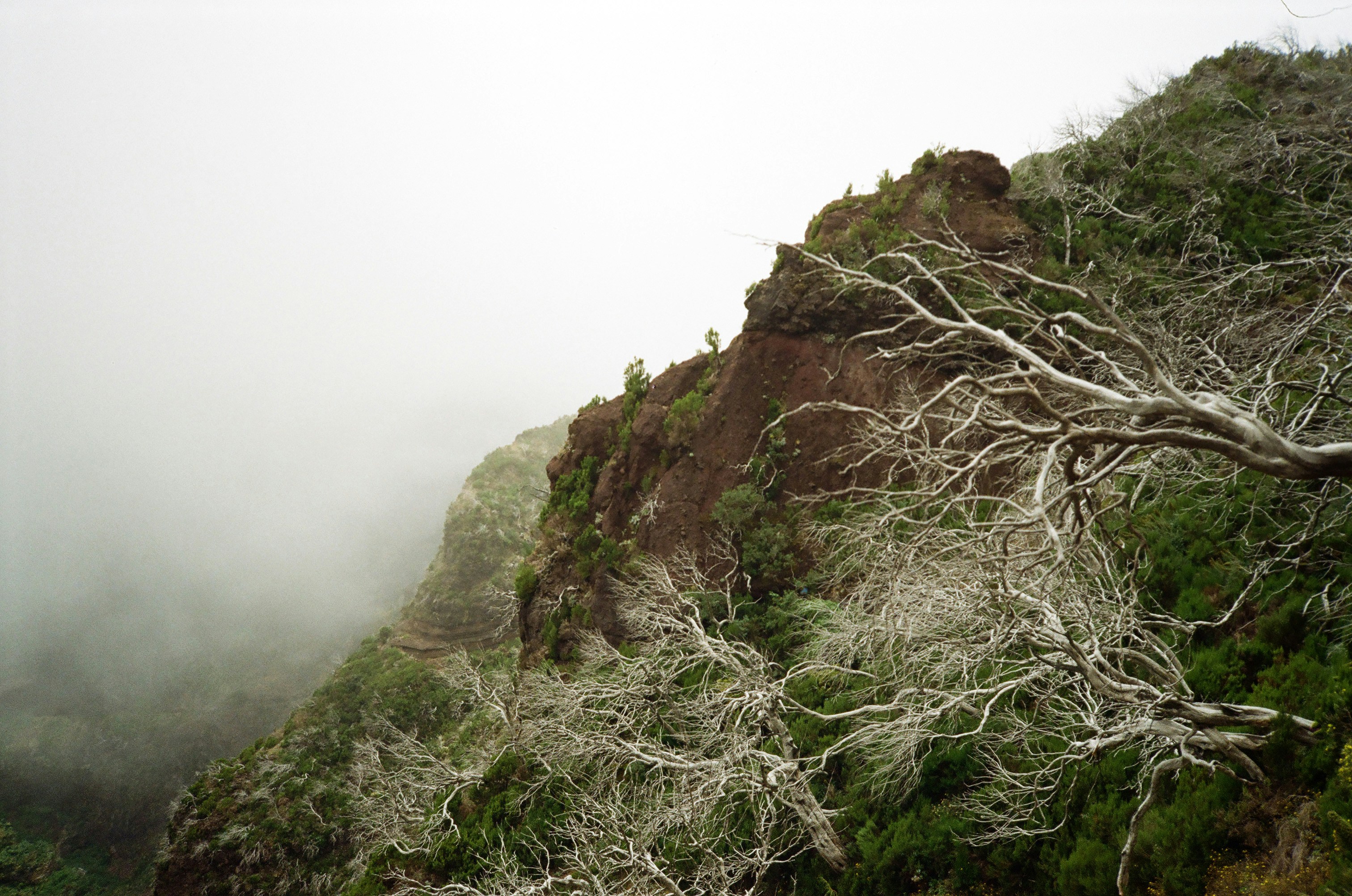 Uma árvore sem folhas em um dia de neblina
