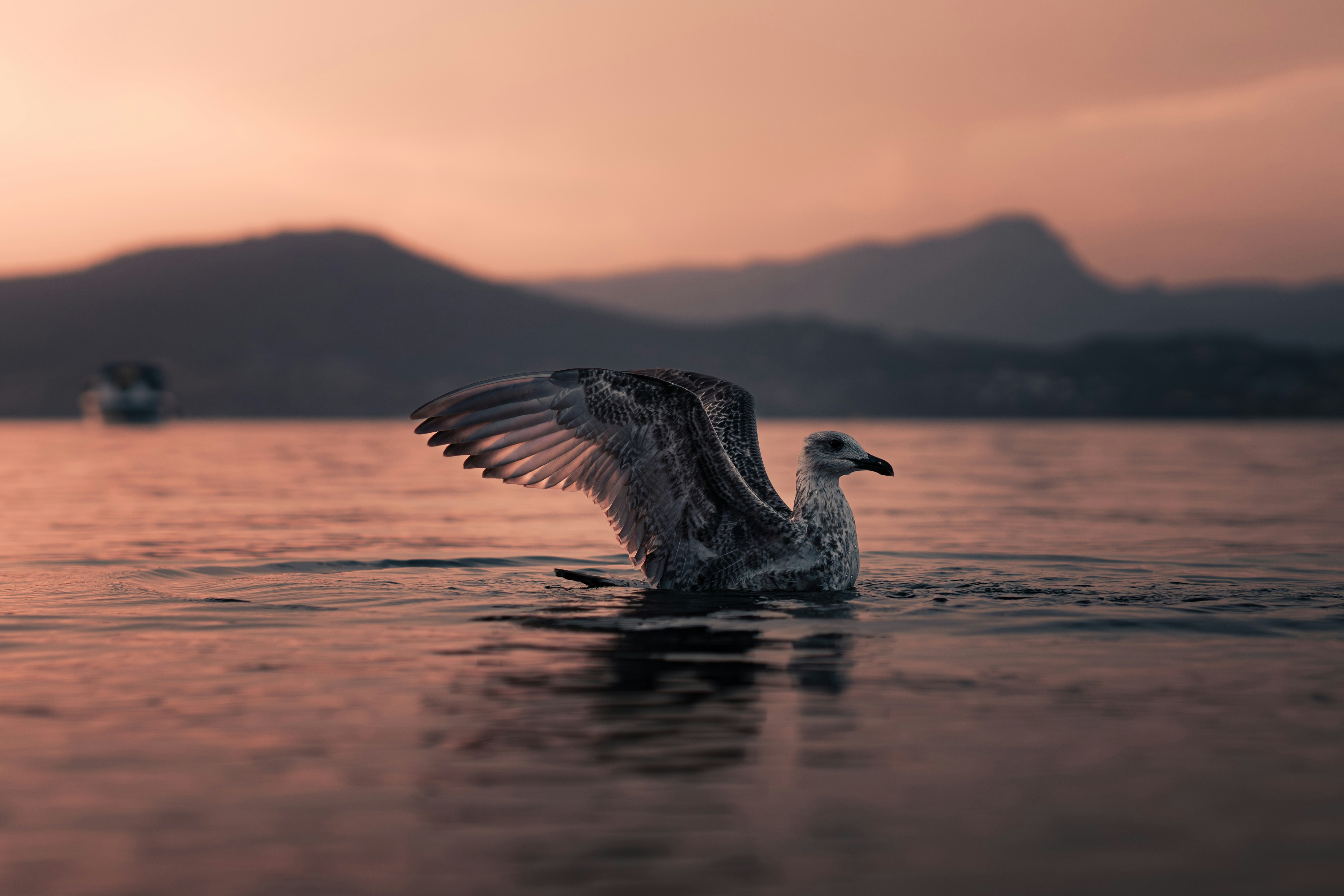 Photo by boam_production