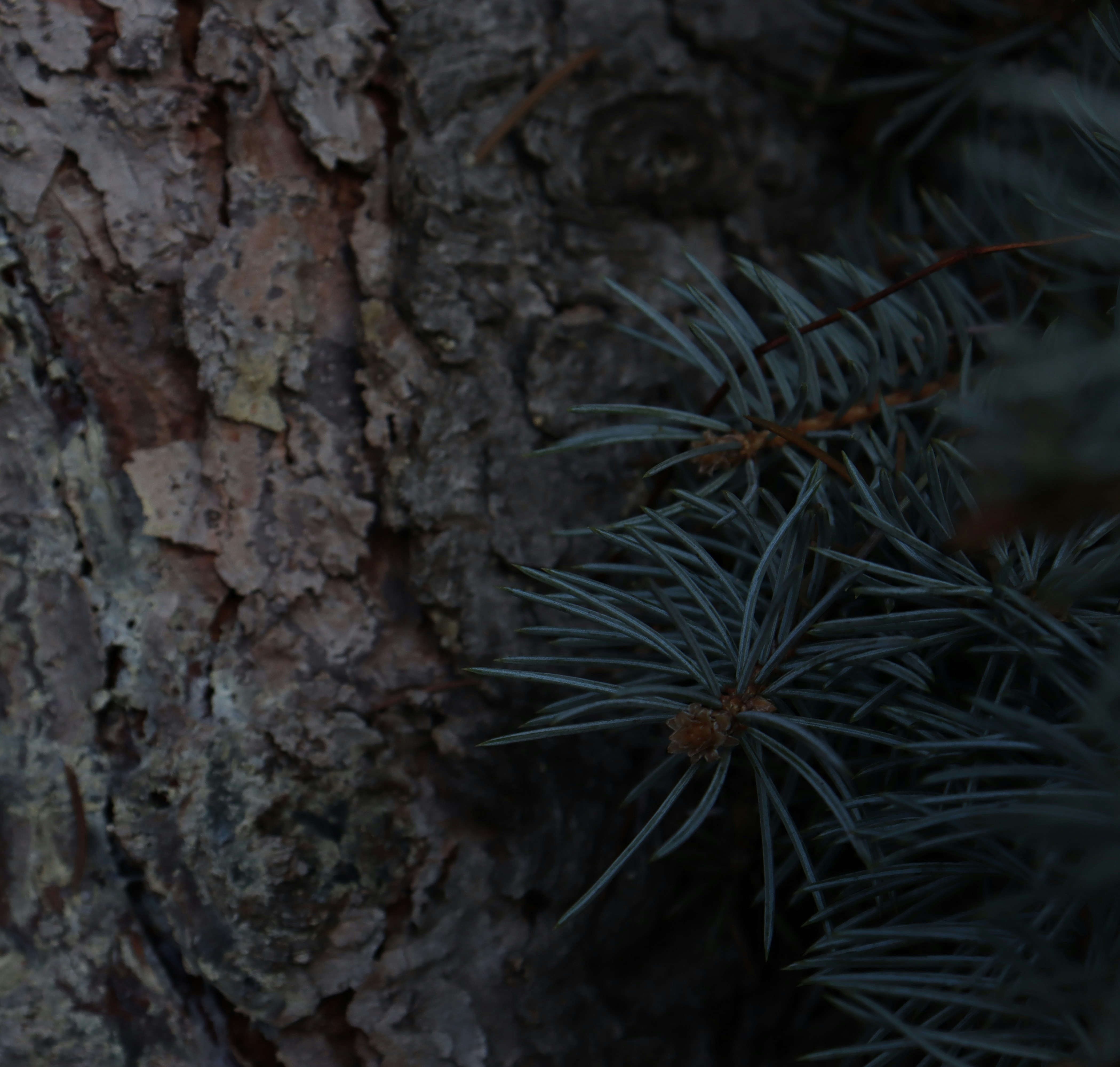 Photo by bored_mongoose