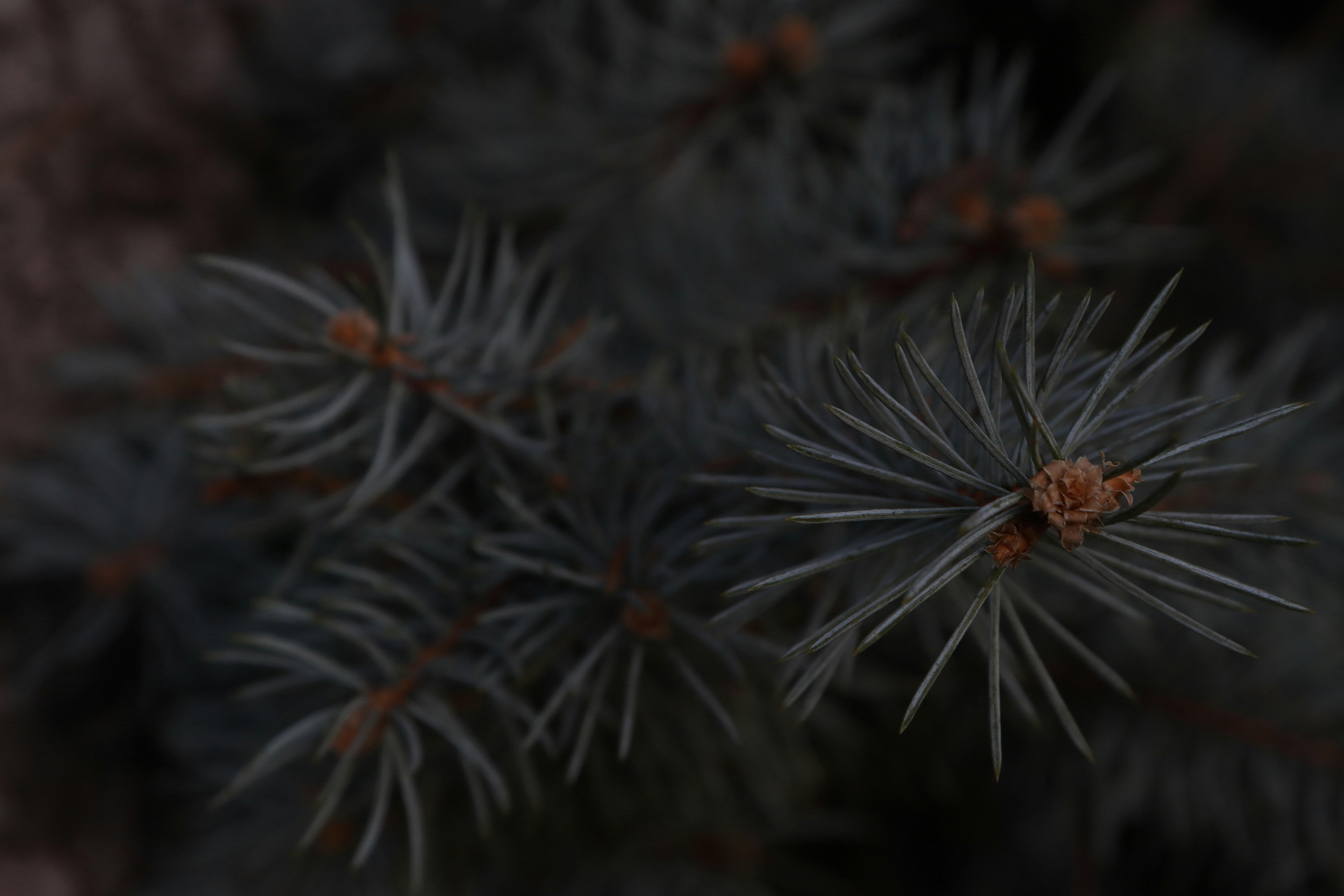 Photo by bored_mongoose