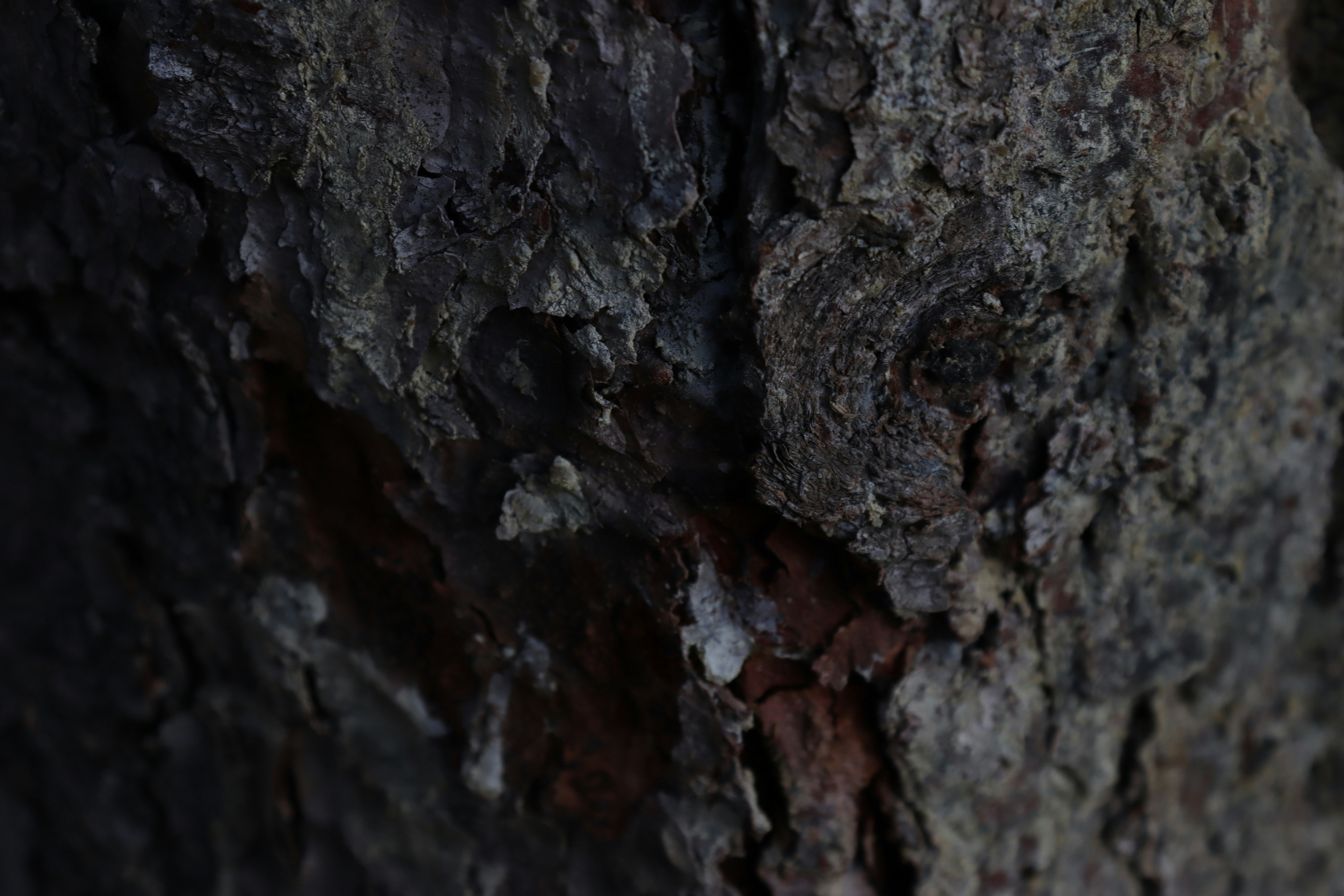 Photo by bored_mongoose