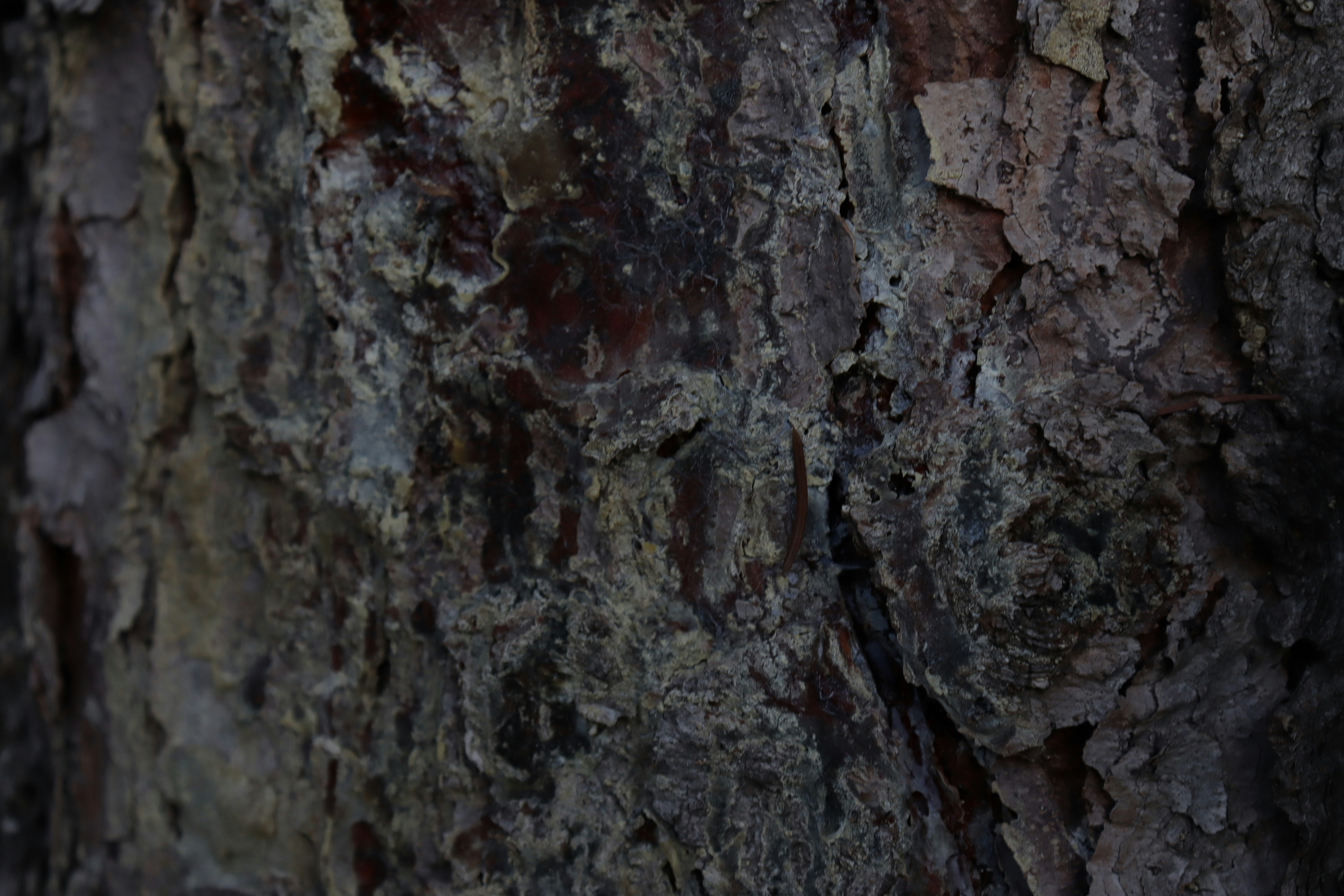 Photo by bored_mongoose