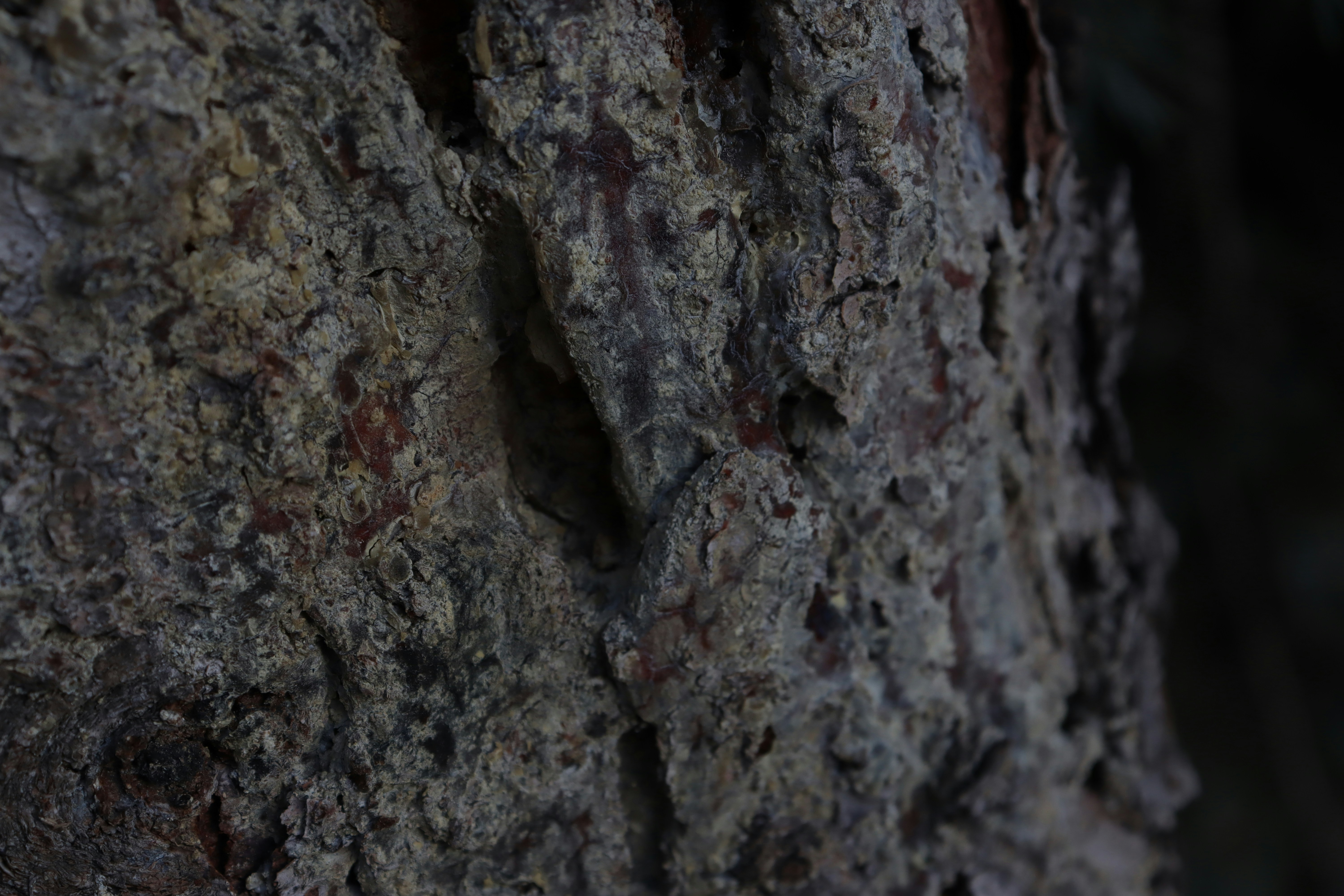 Photo by bored_mongoose