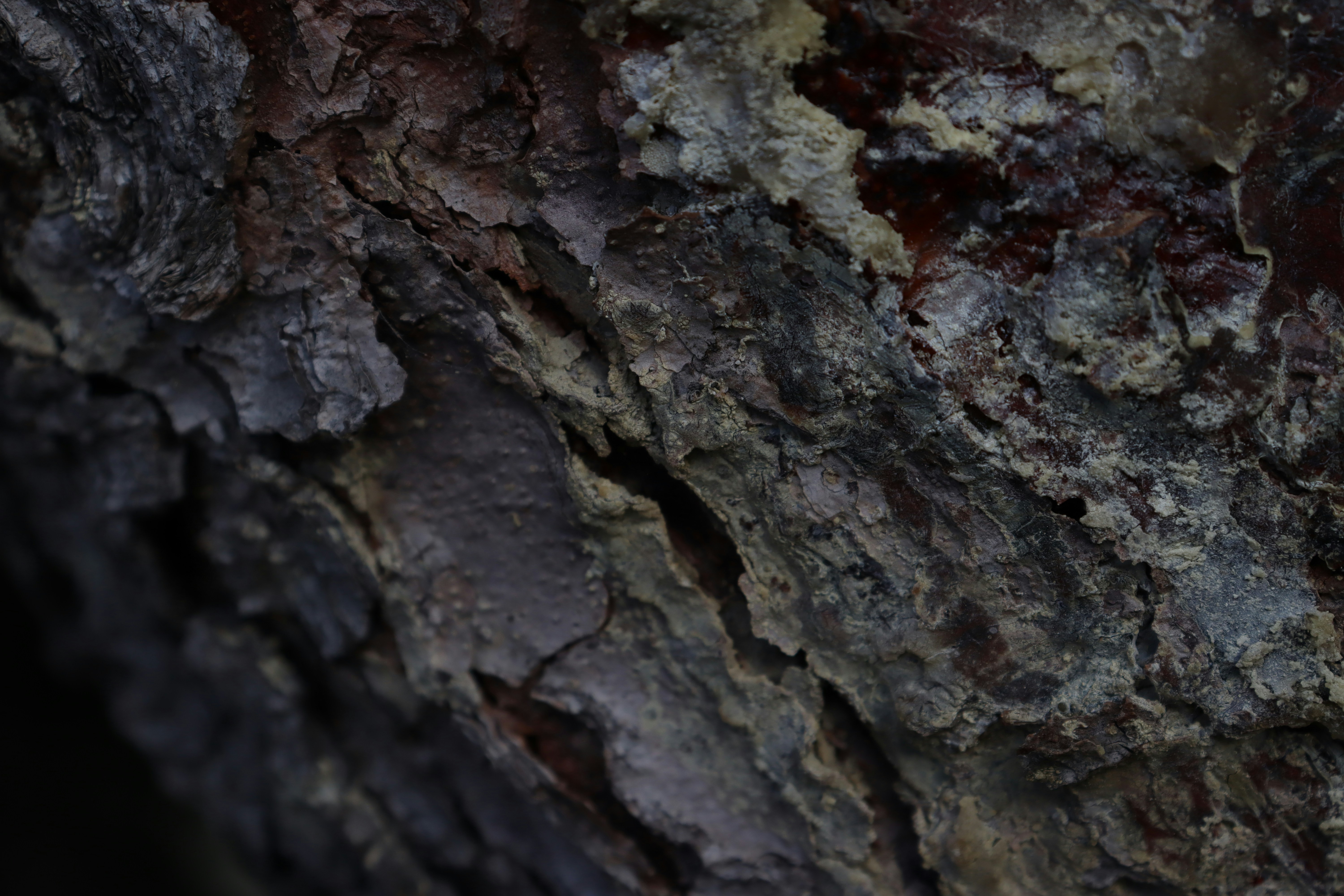 Photo by bored_mongoose