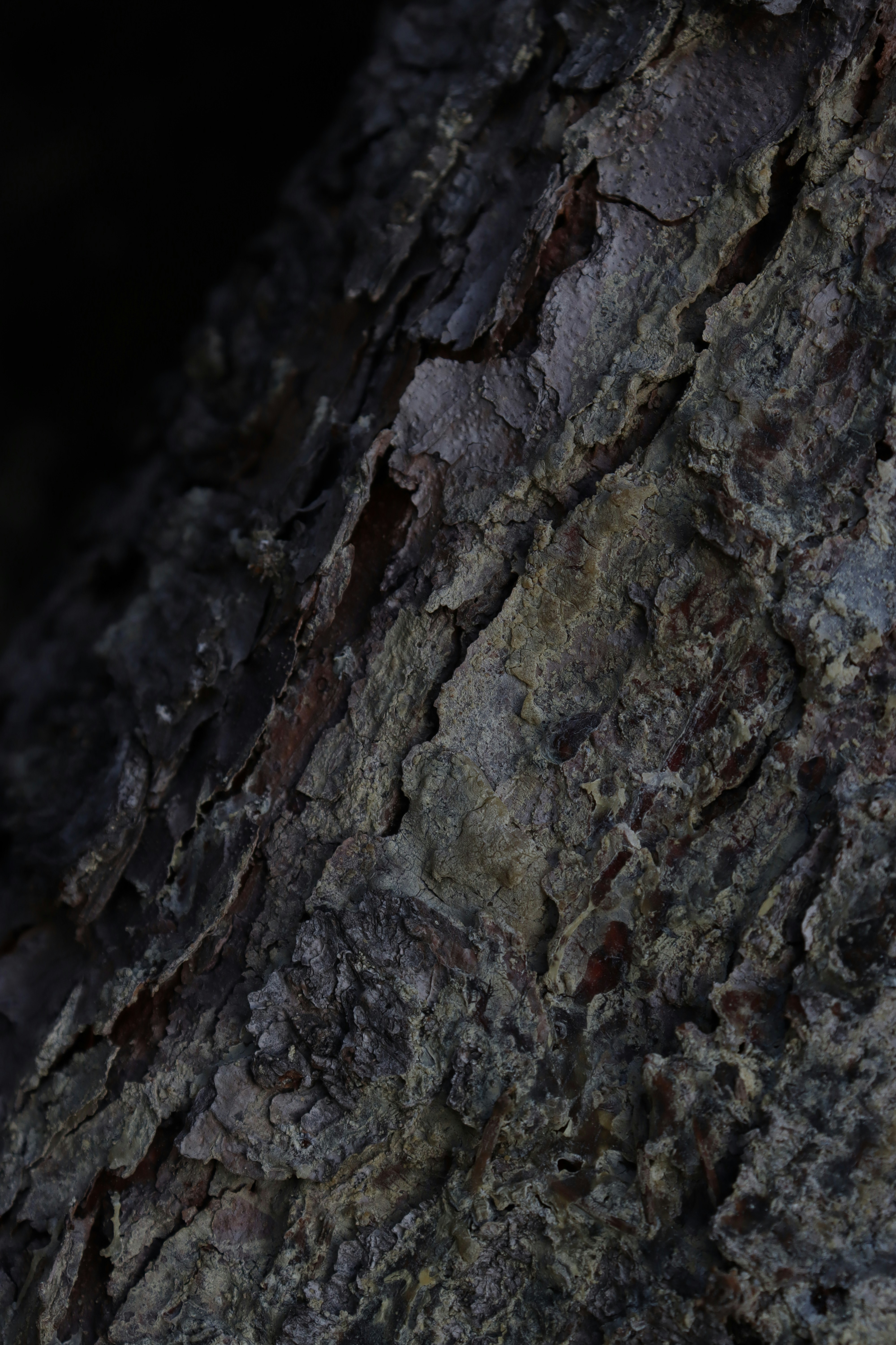 Photo by bored_mongoose