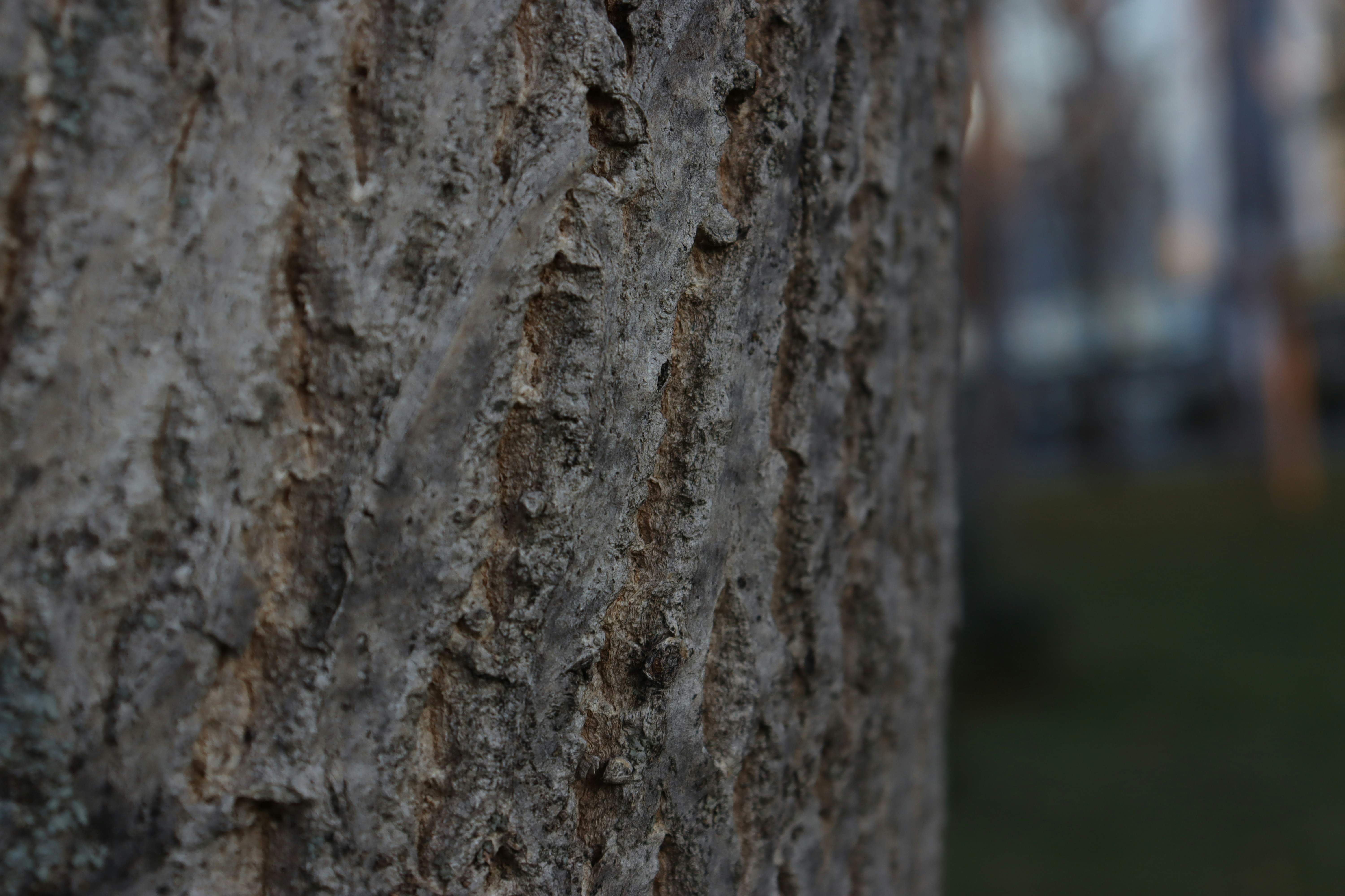 Photo by bored_mongoose