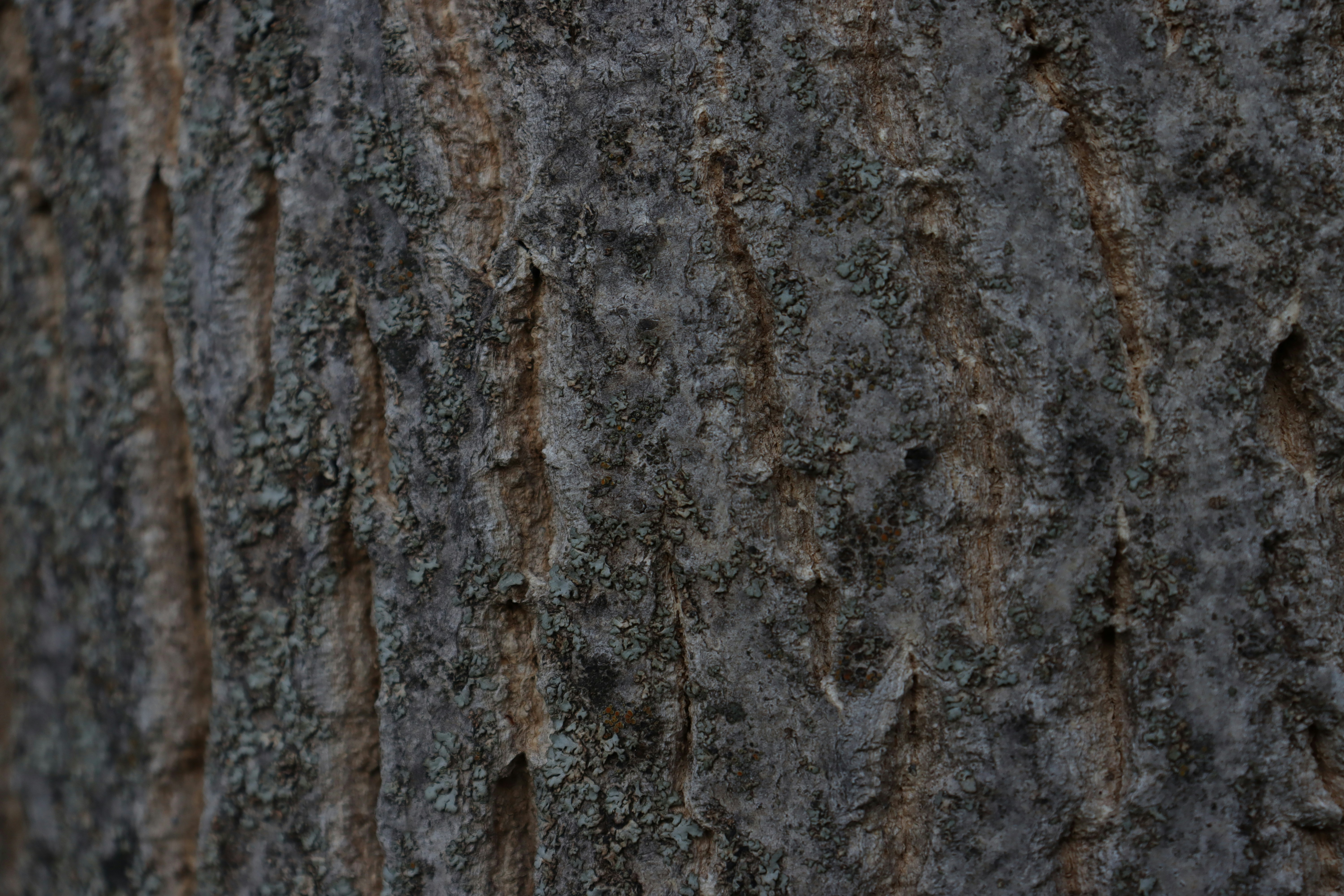 Photo by bored_mongoose