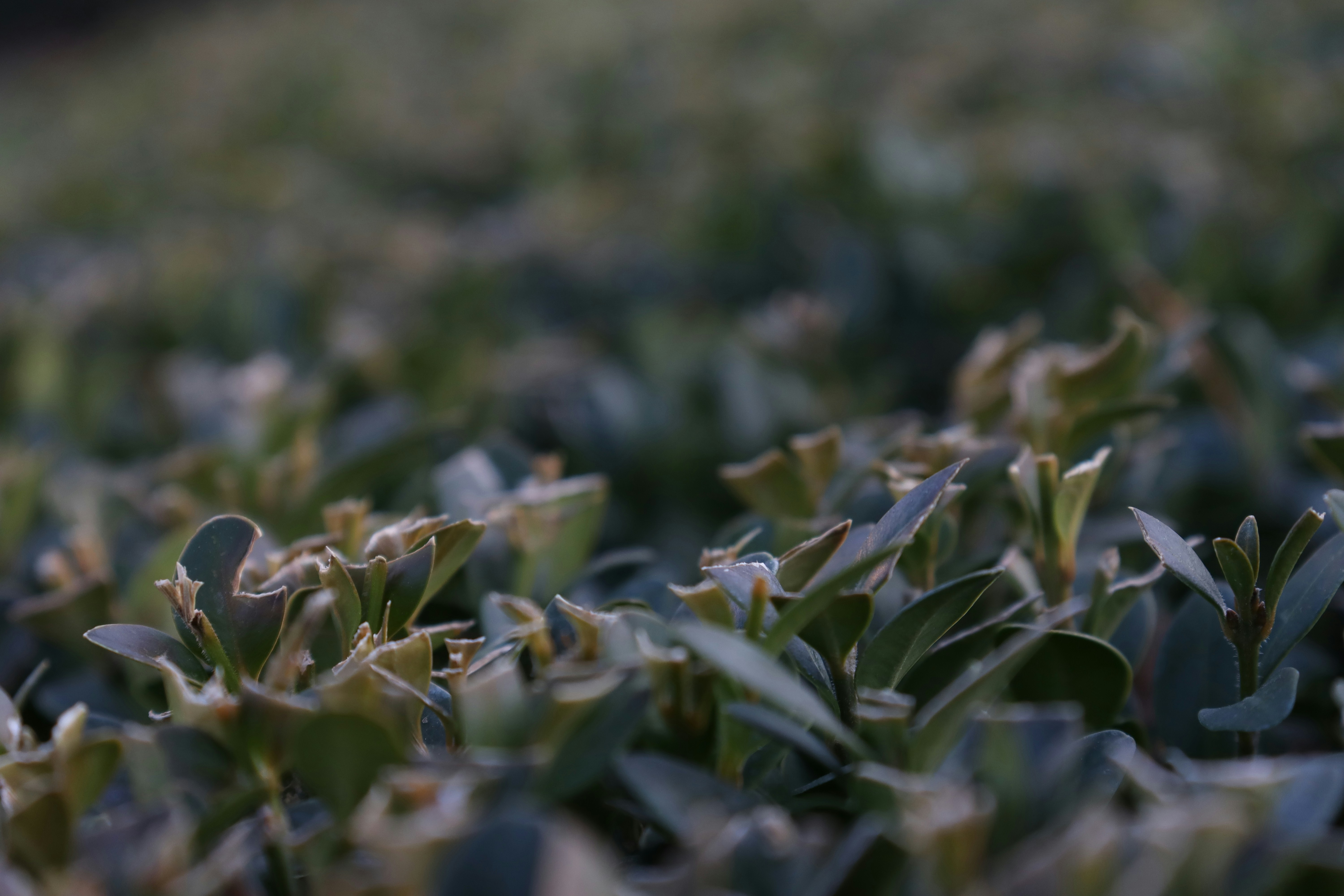 A close up of a field of green grass
