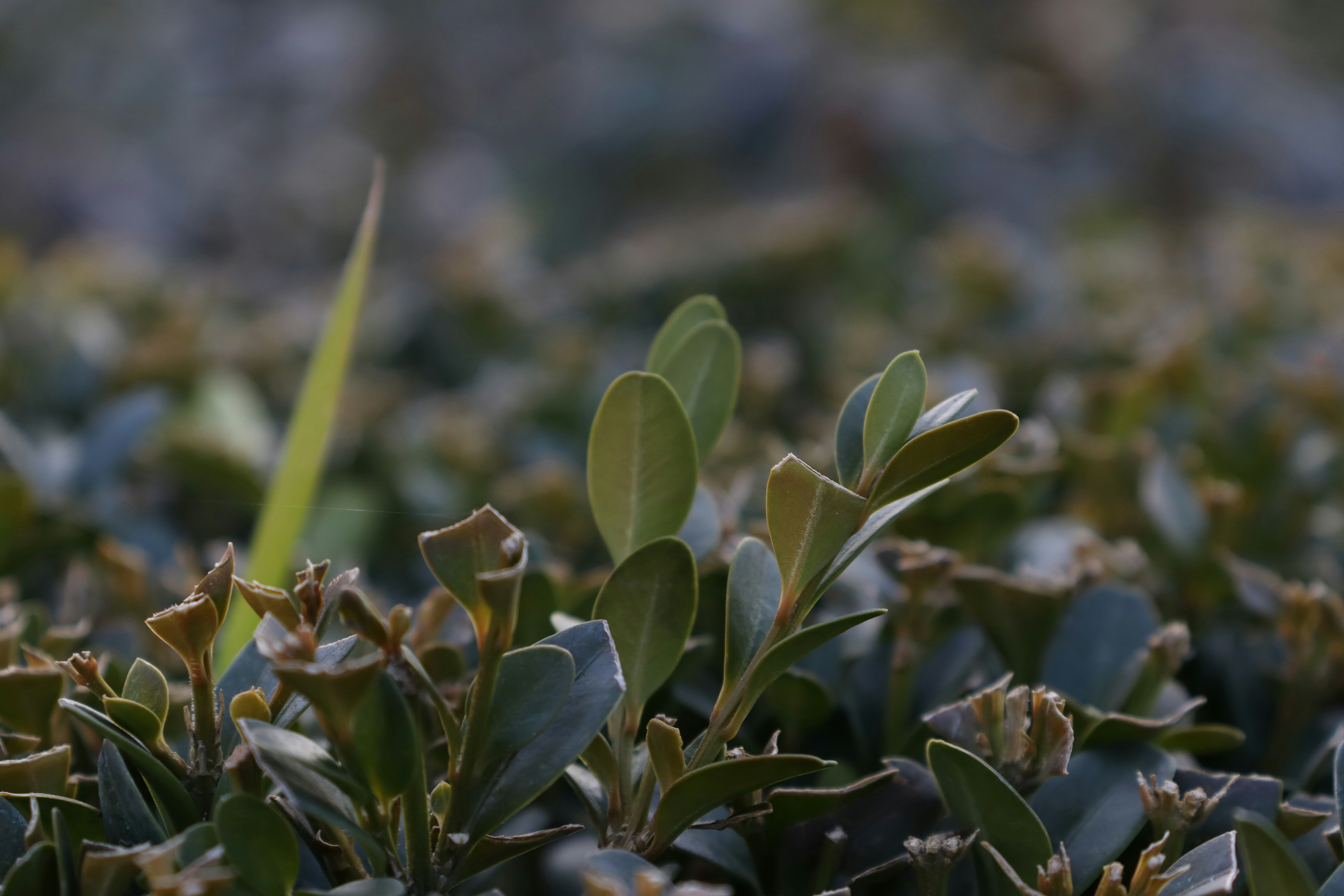 A close up of a plant with a blurry background