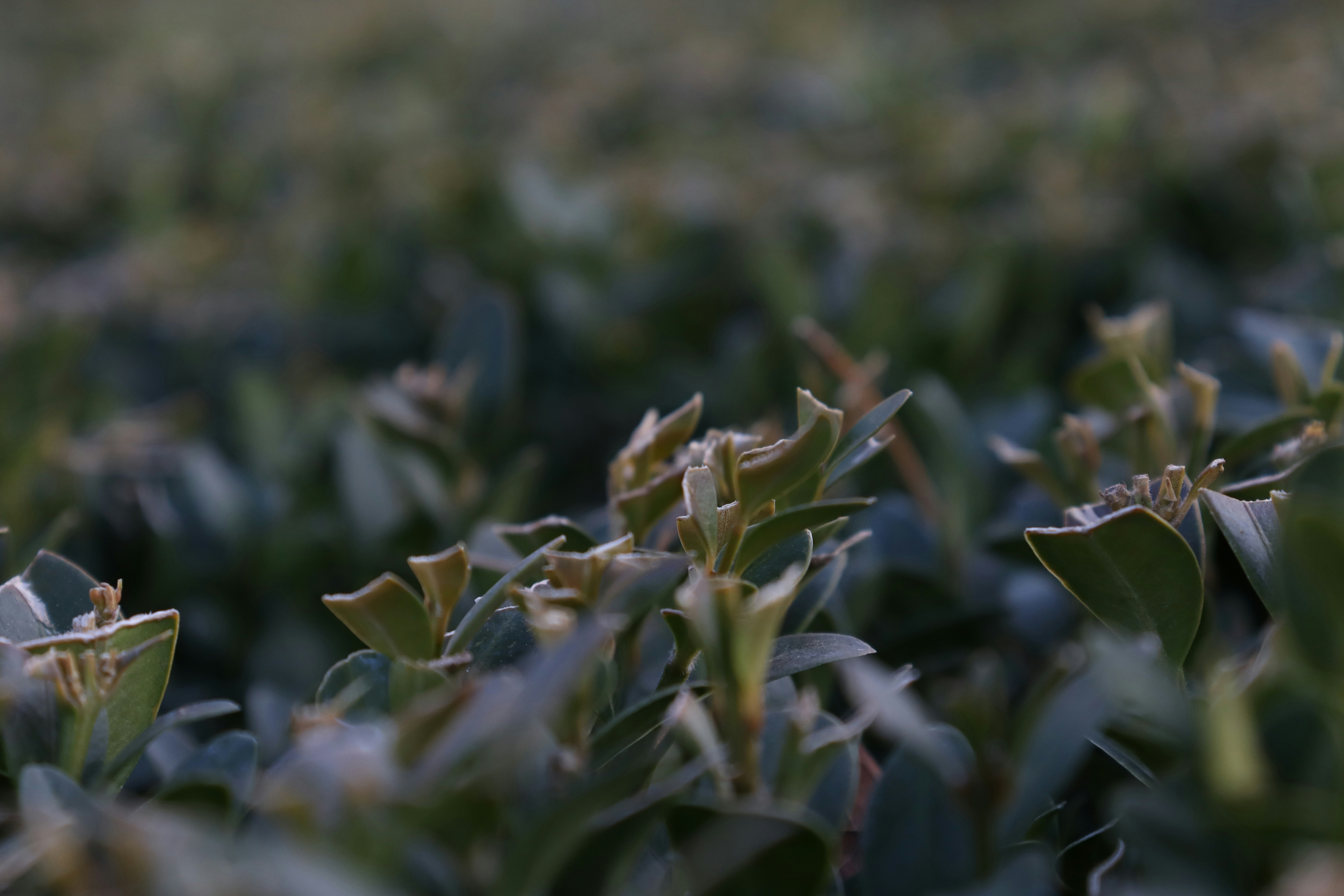 A close up of a field of green plants