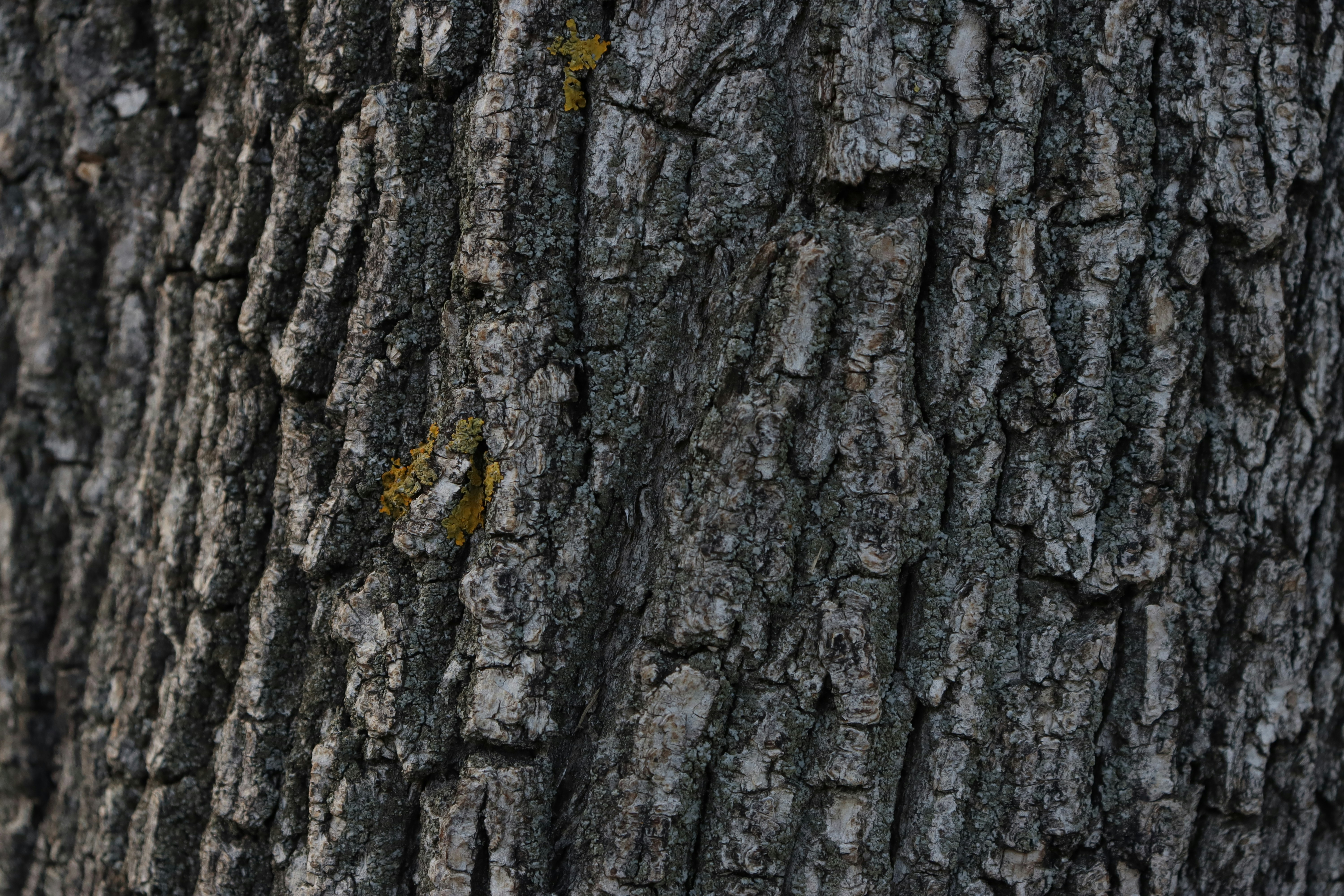 Photo by bored_mongoose