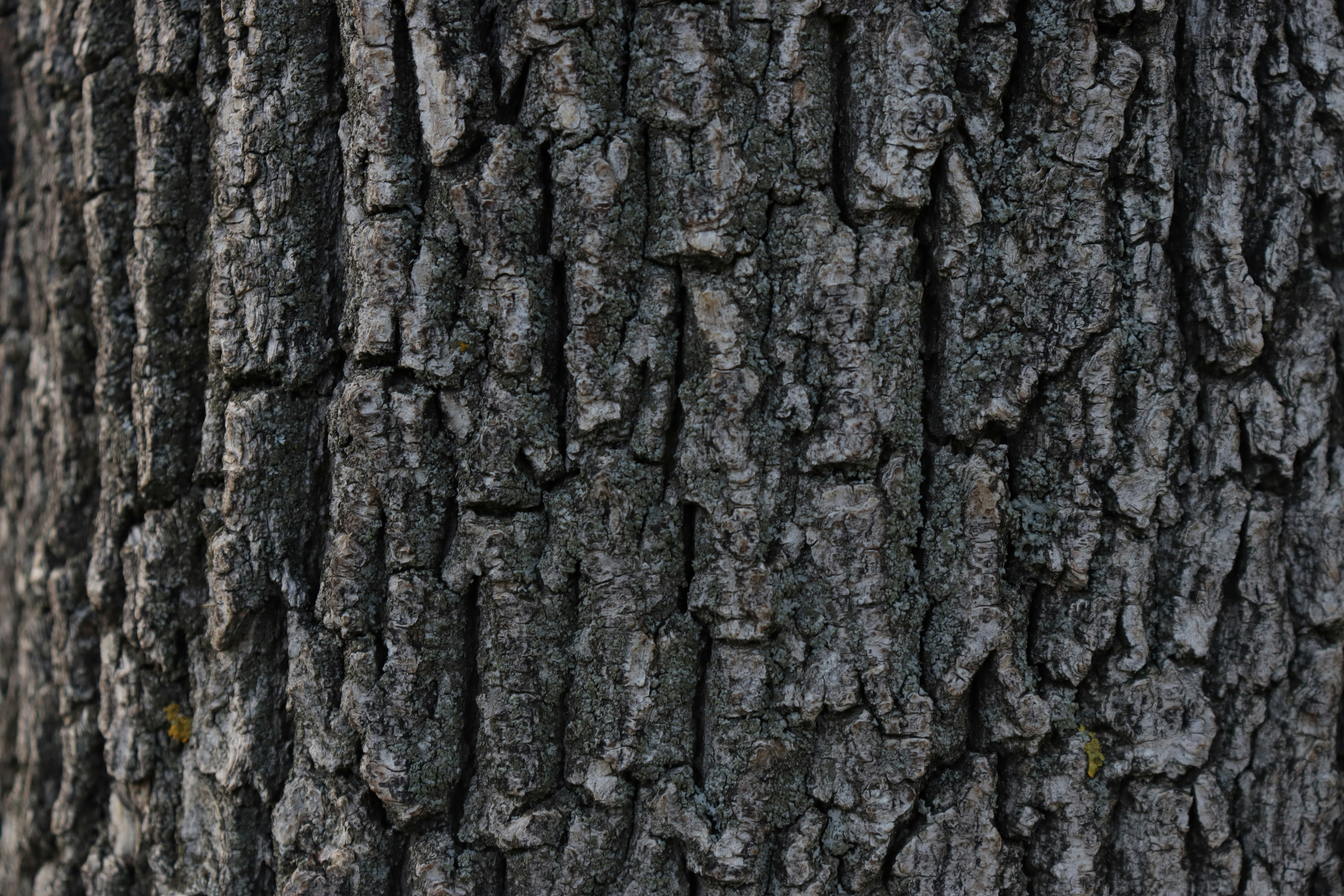 Photo by bored_mongoose