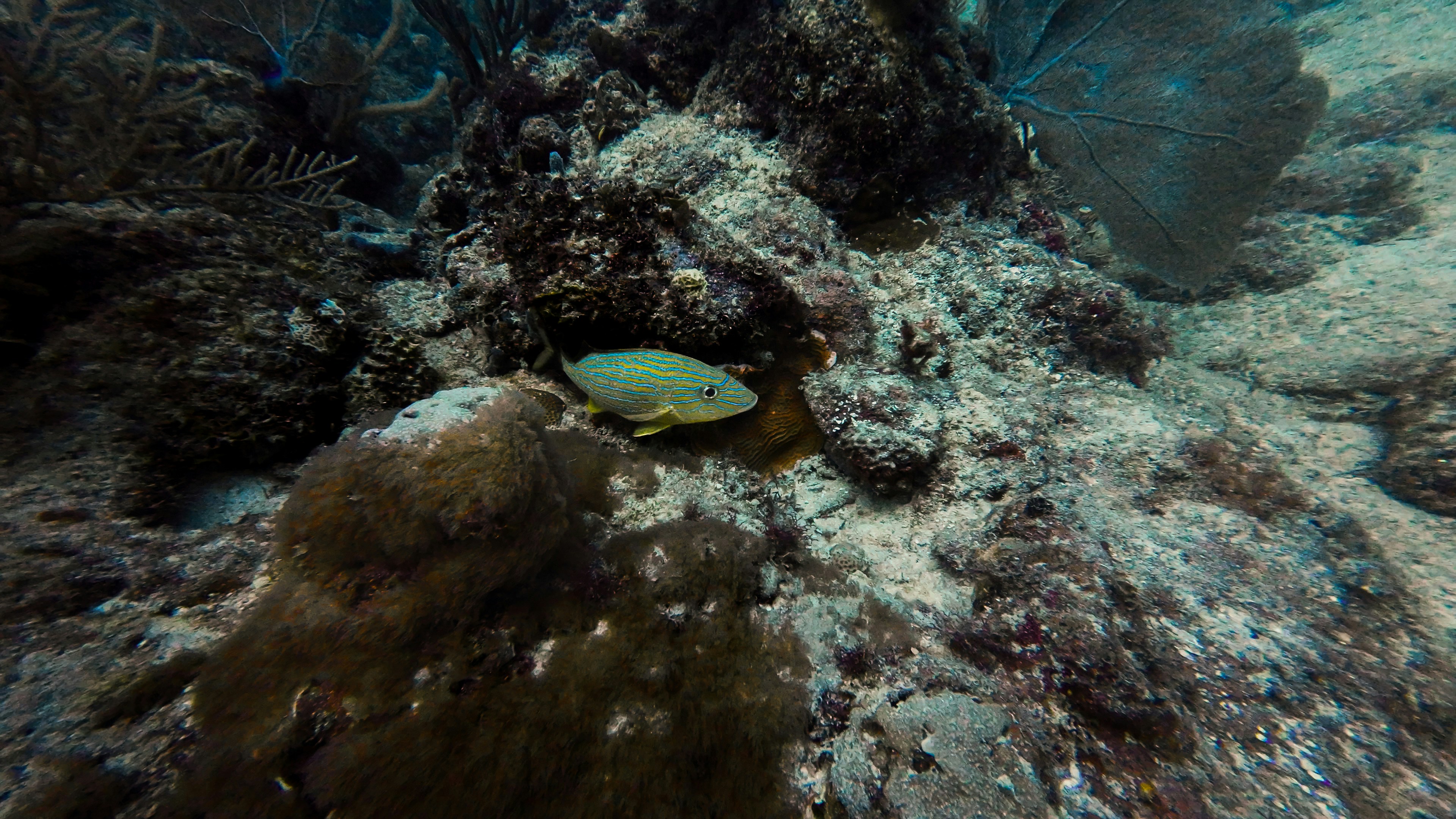 Seekor ikan yang berbaring di tanah