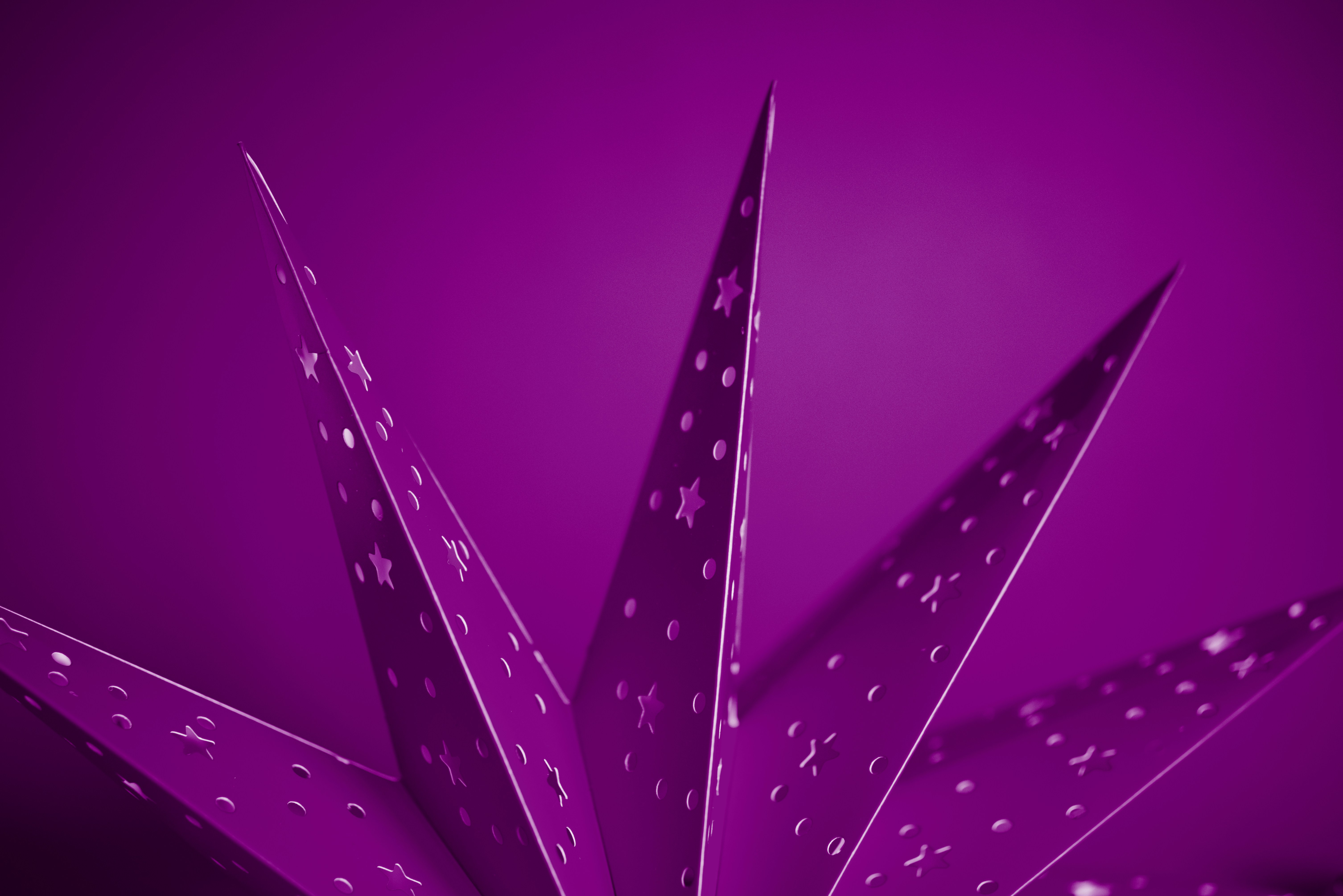 A close up of a plant with water drops on it