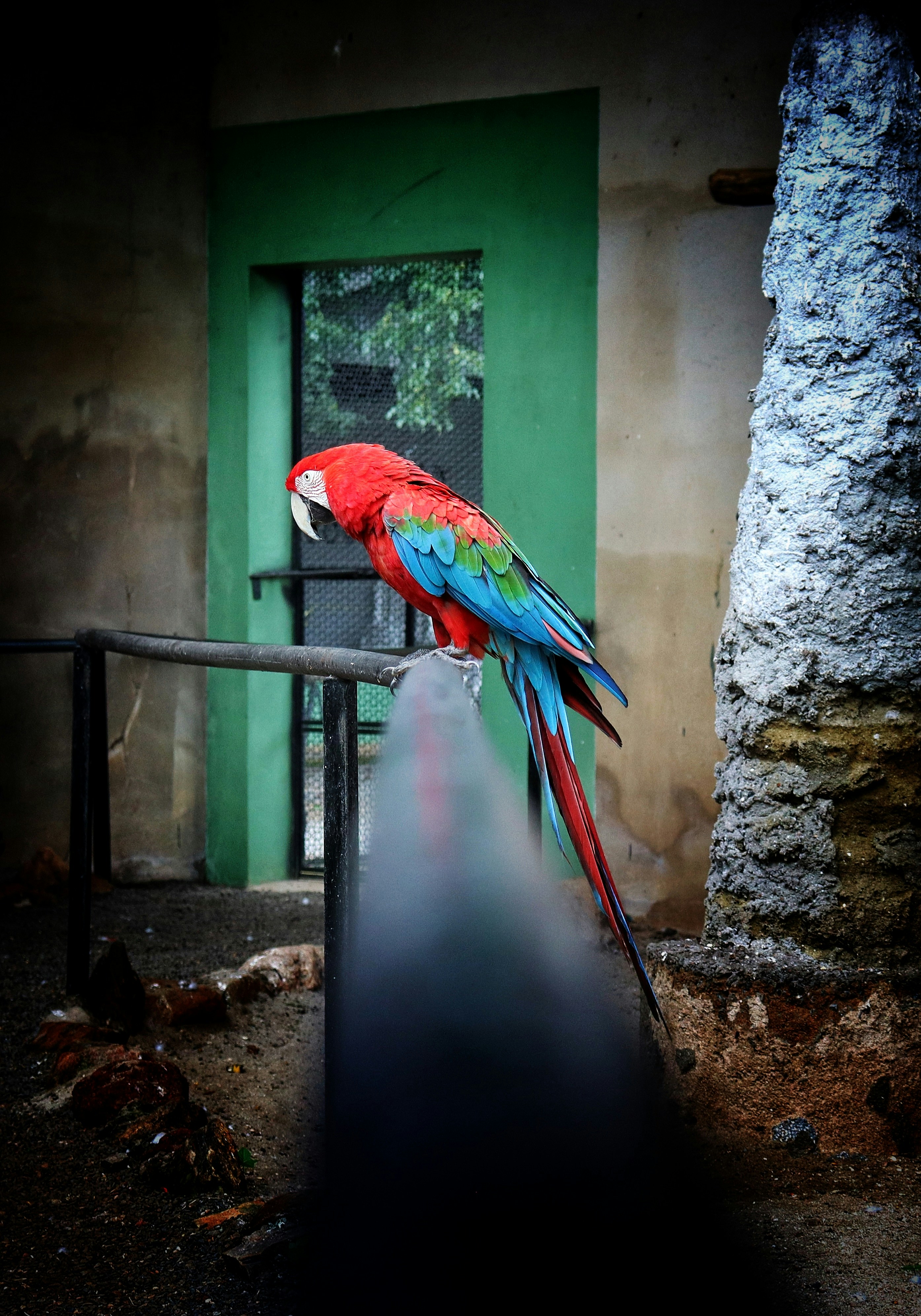 Un loro colorido sentado encima de una barandilla de metal