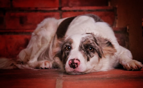 A brown and white dog laying on the ground