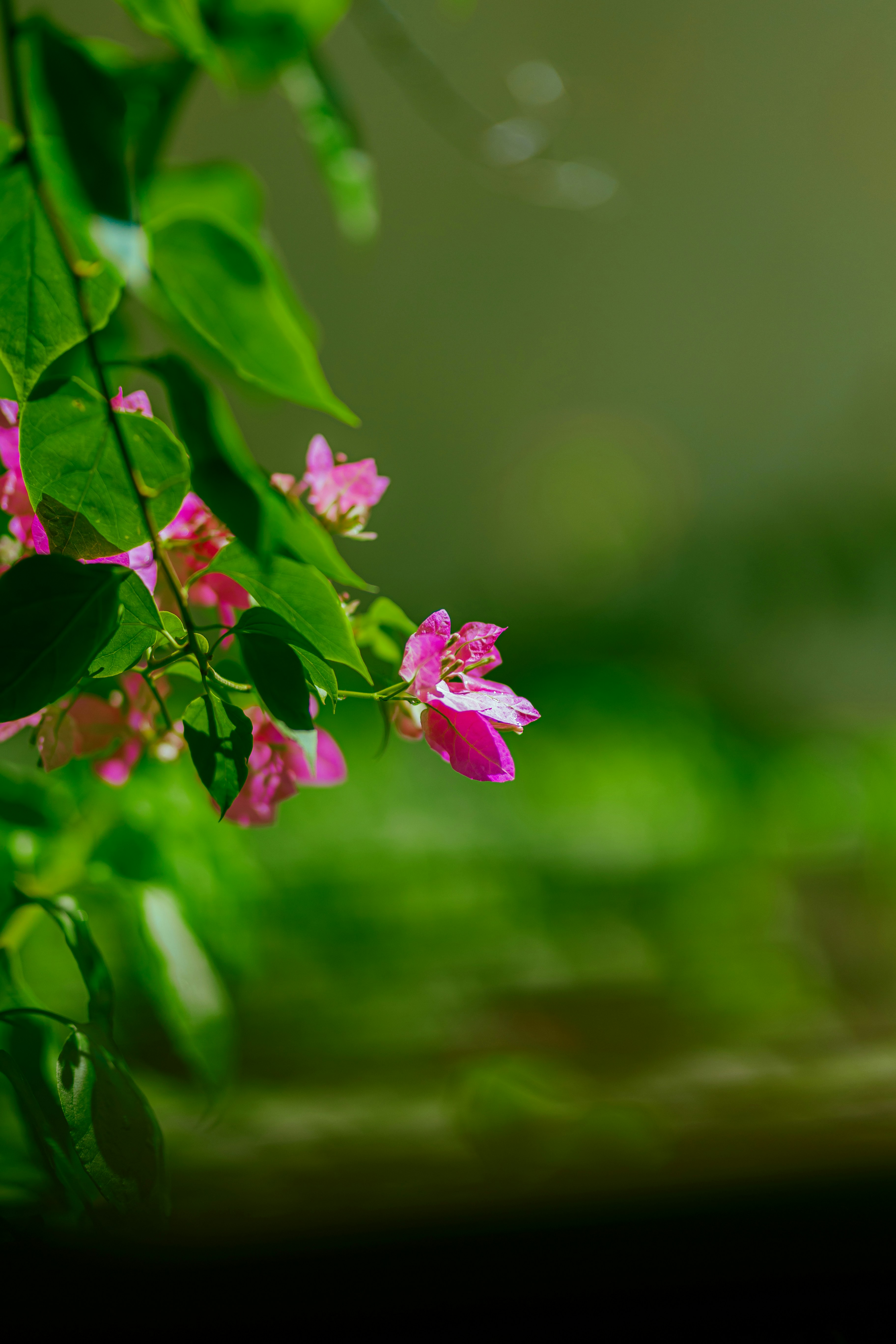 Photo by hieuanhcauam