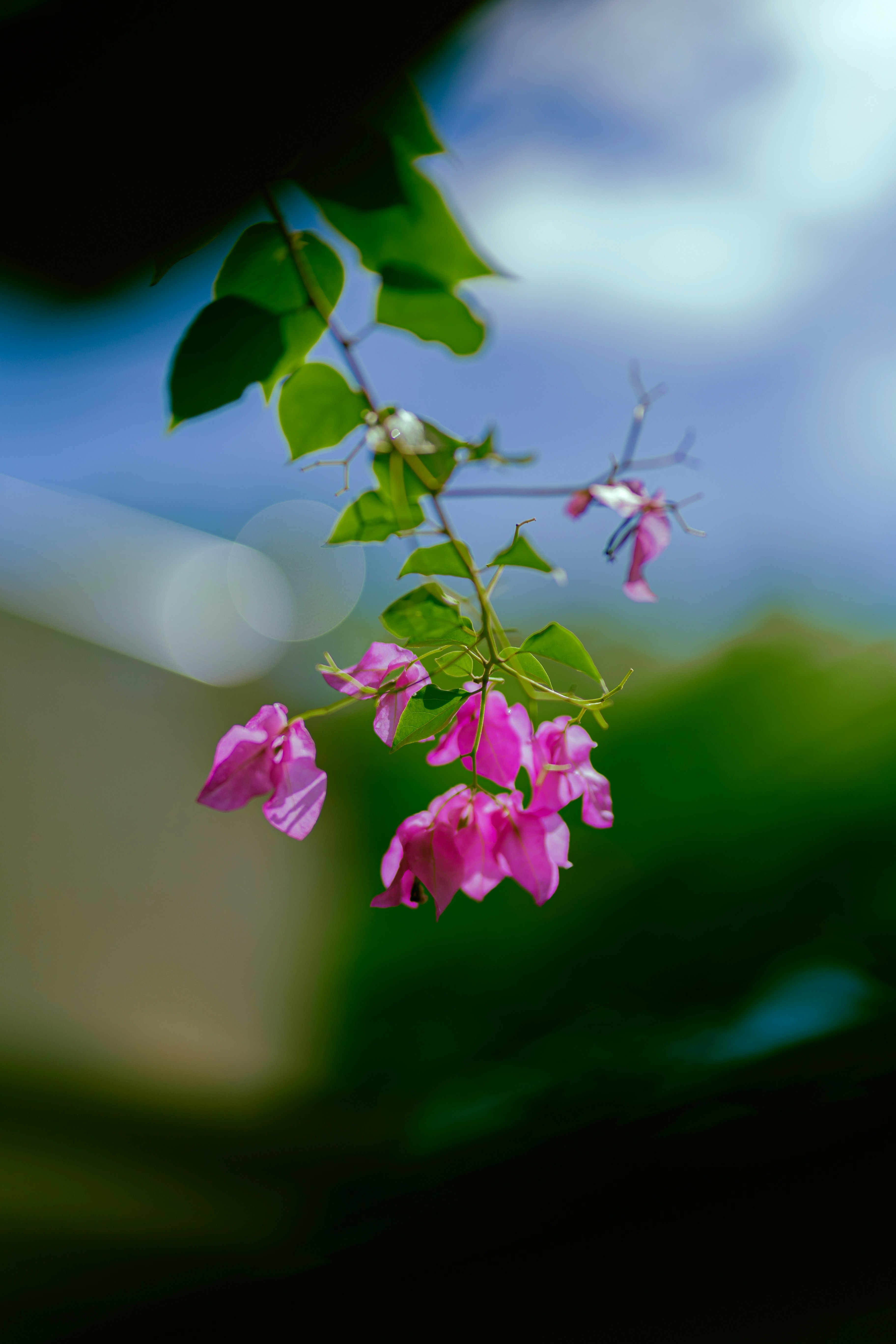 Photo by hieuanhcauam