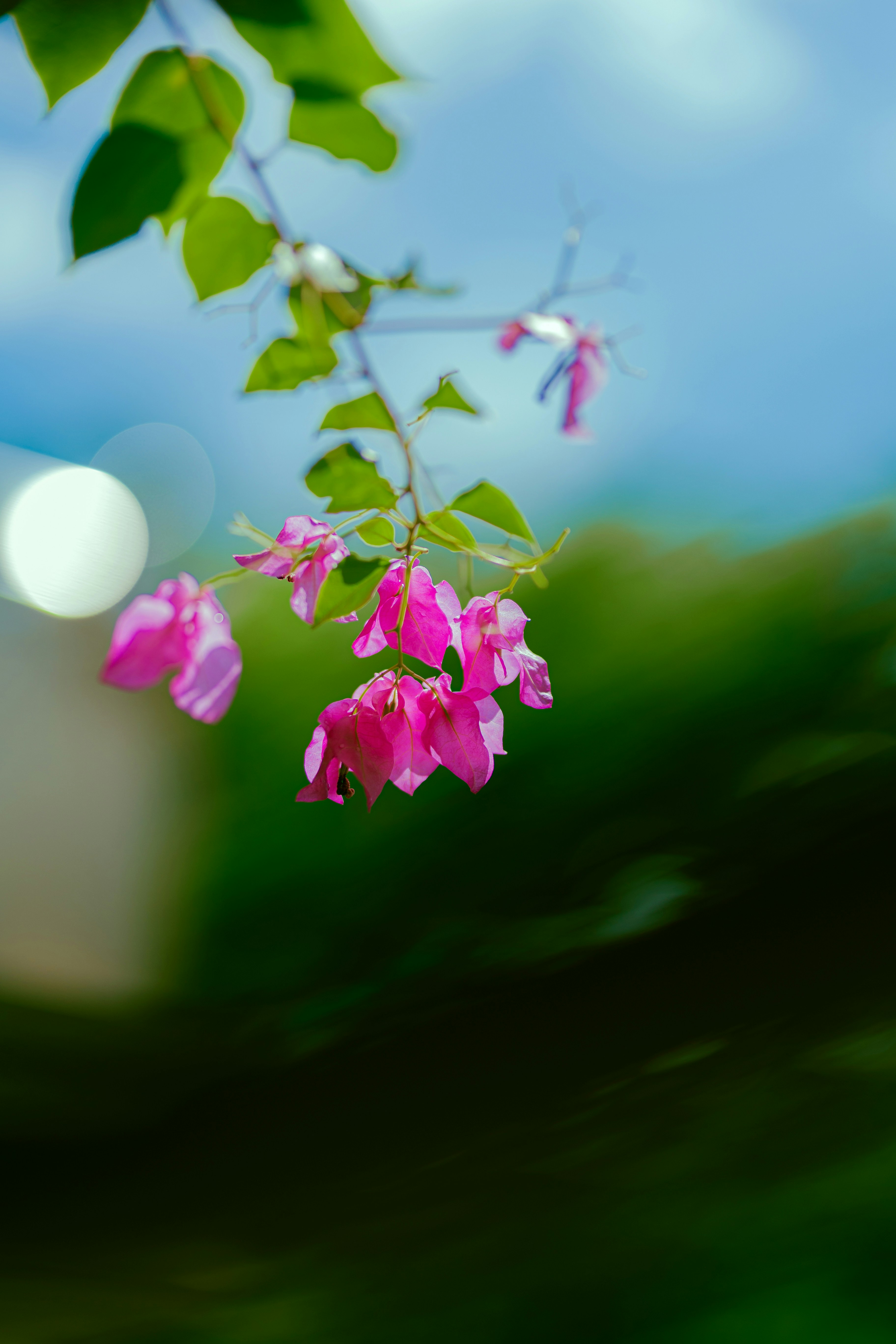 Photo by hieuanhcauam