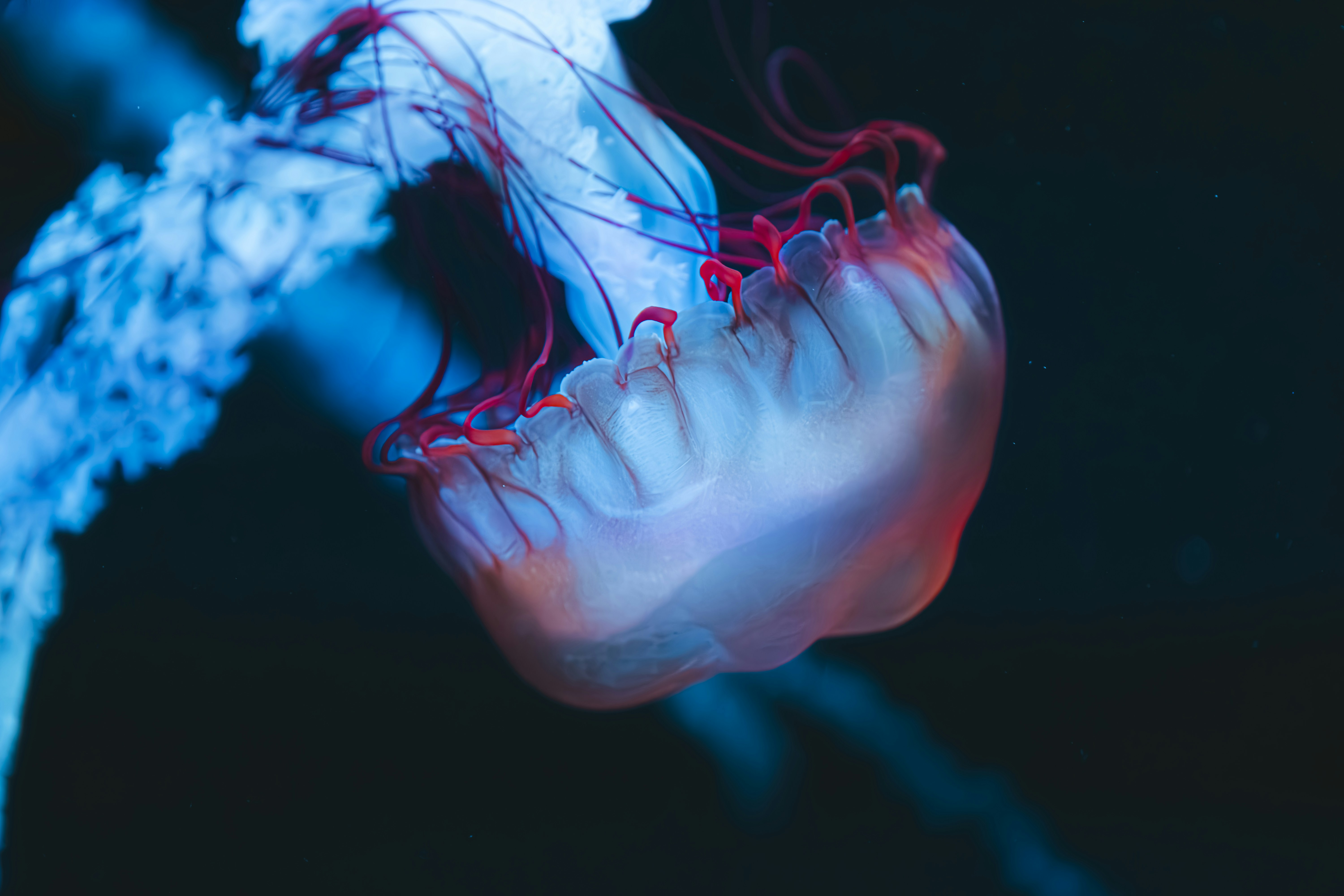 Crohn's Disease and Cancer Risk: What You Need to Know