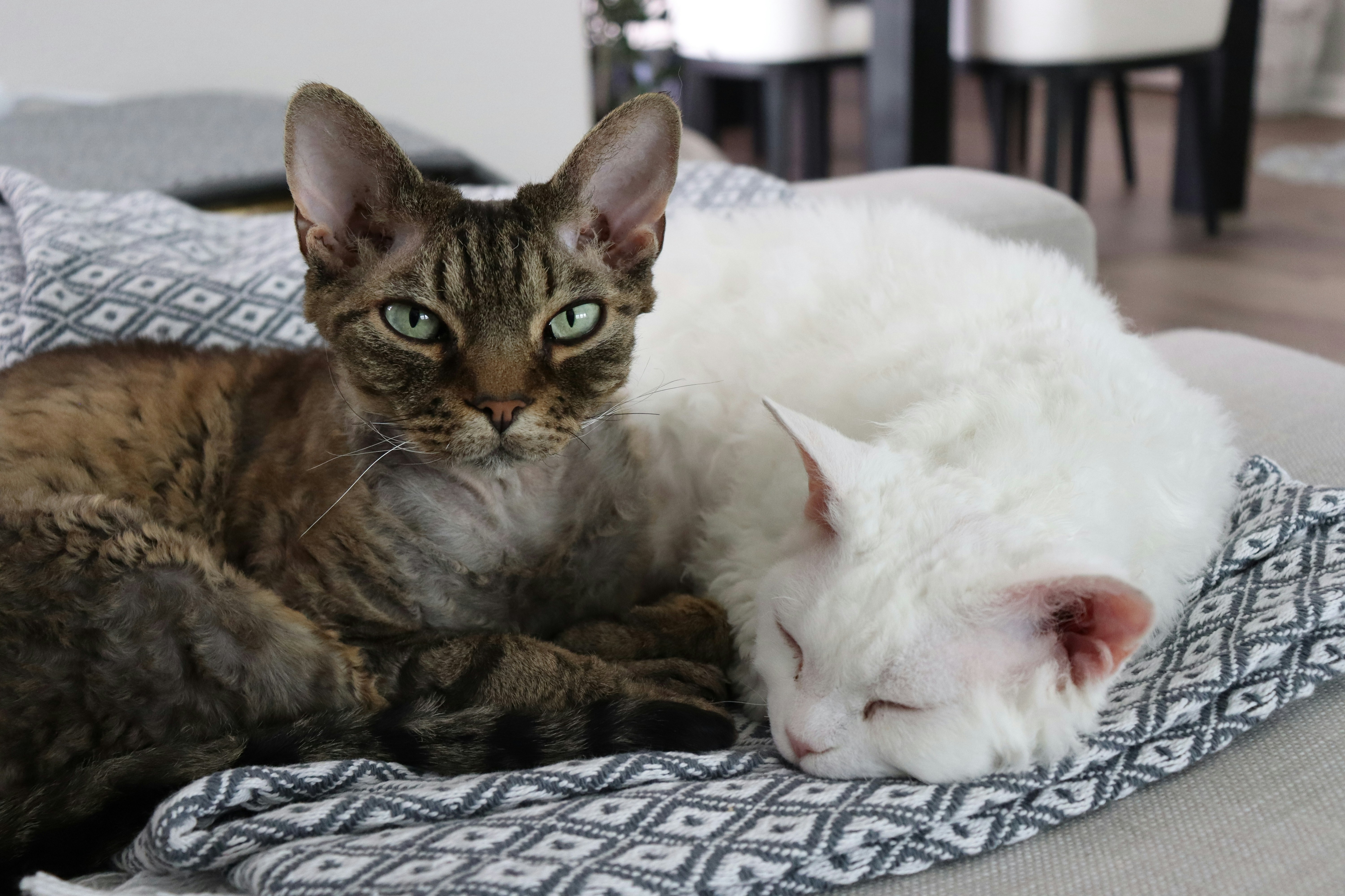 Personality Differences Among Individual Sphynx Cats (image credits: unsplash)