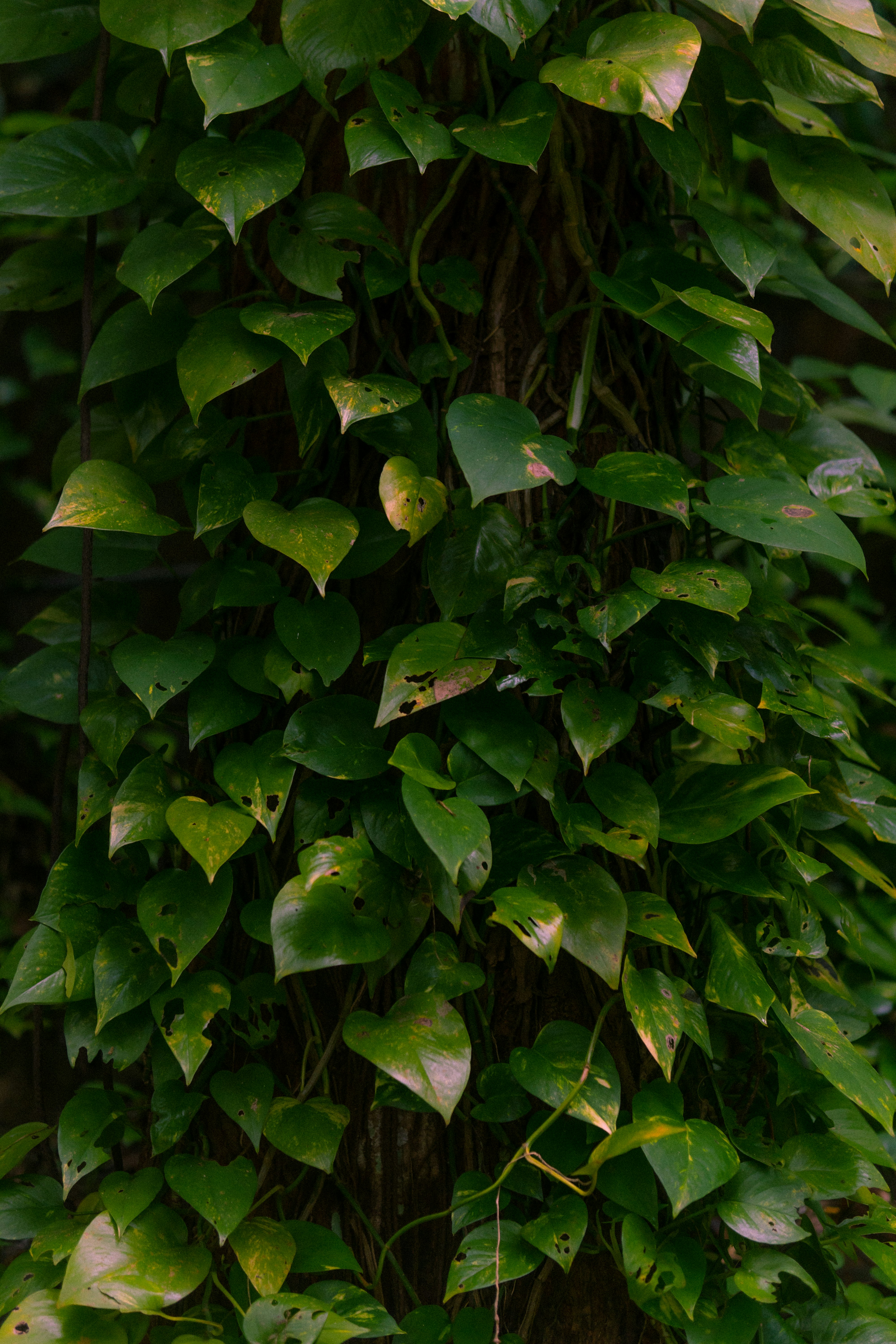 Photo by nanduvasudevan