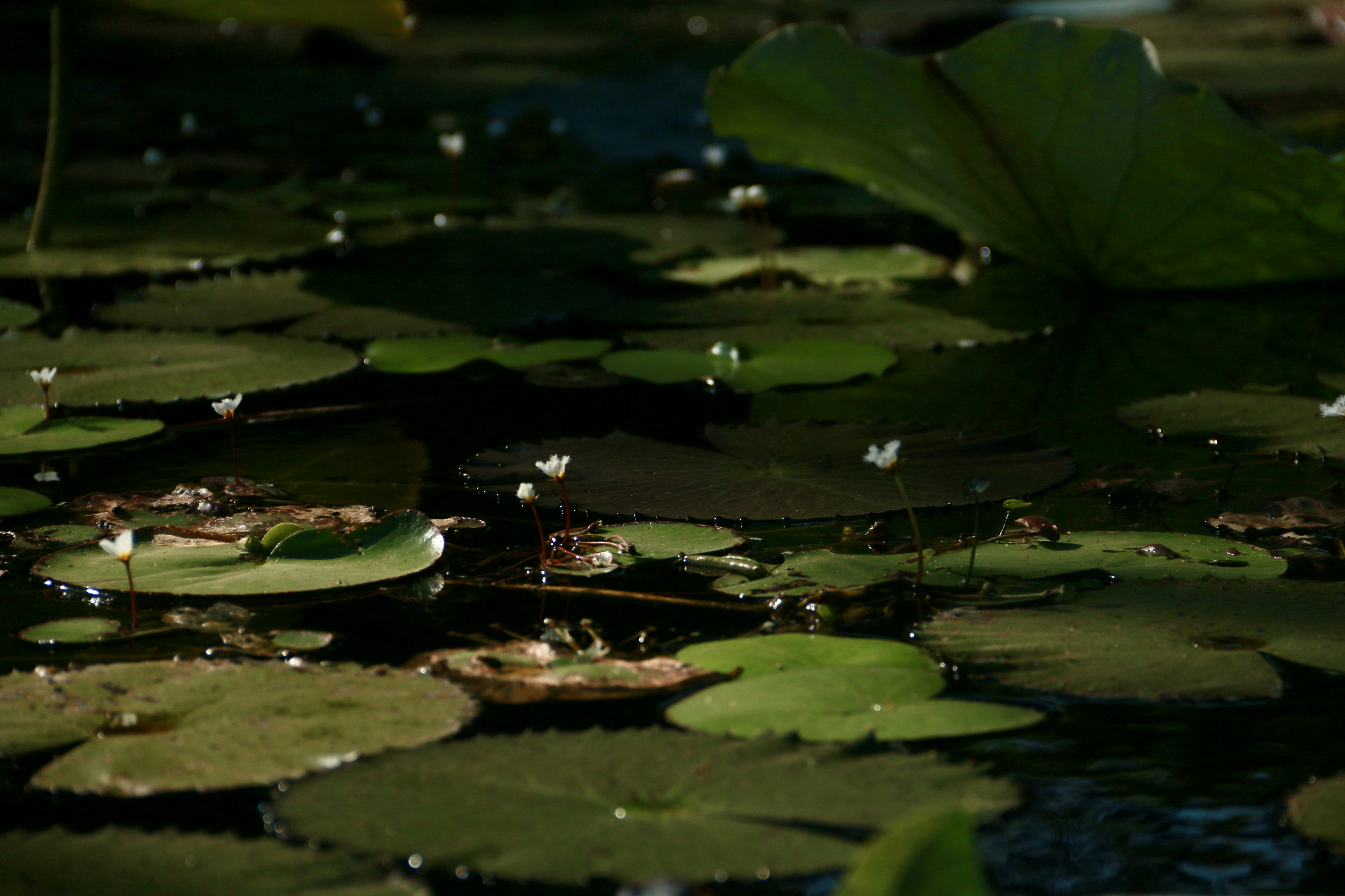 Photo by polinakoroleva