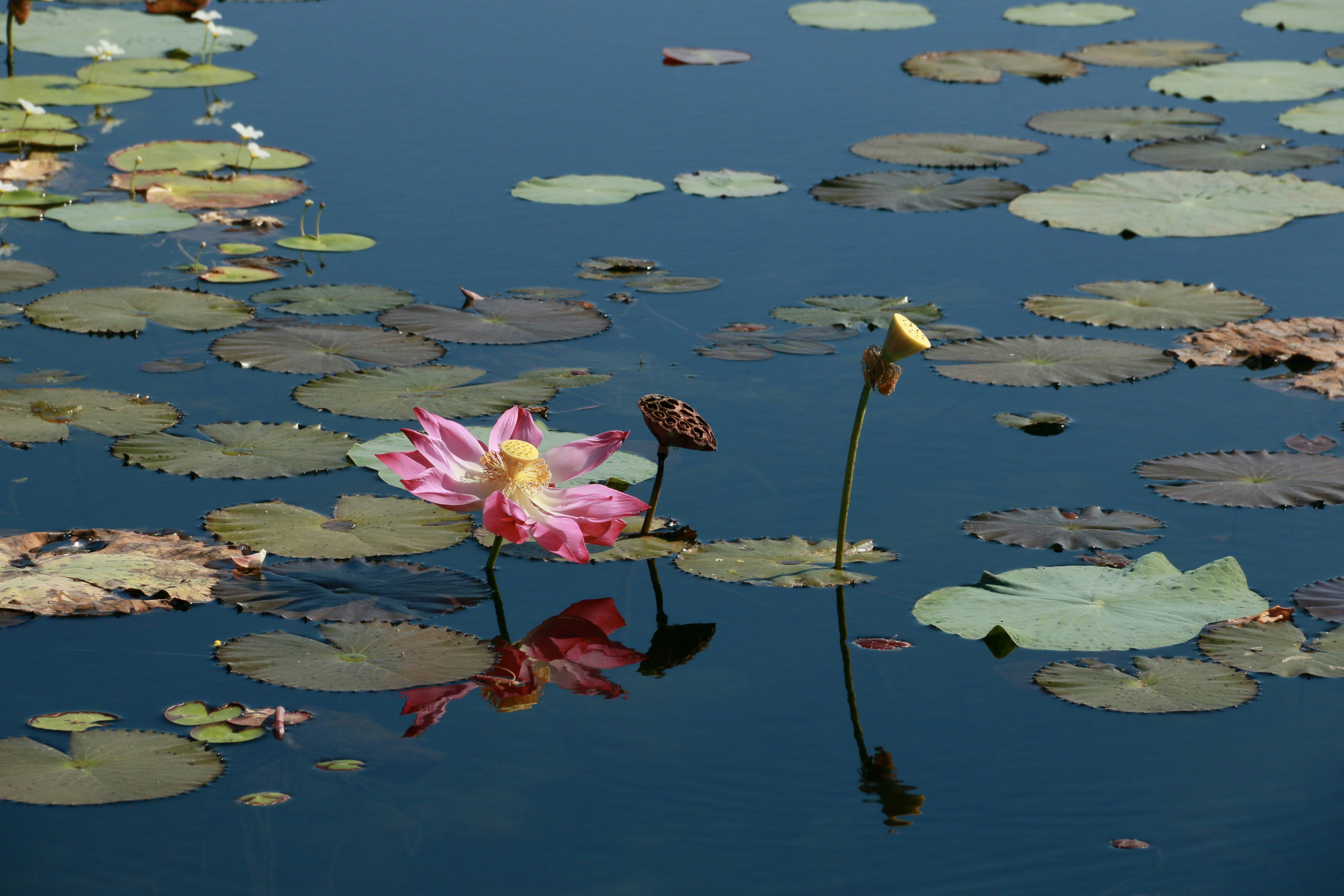 When to place daughters