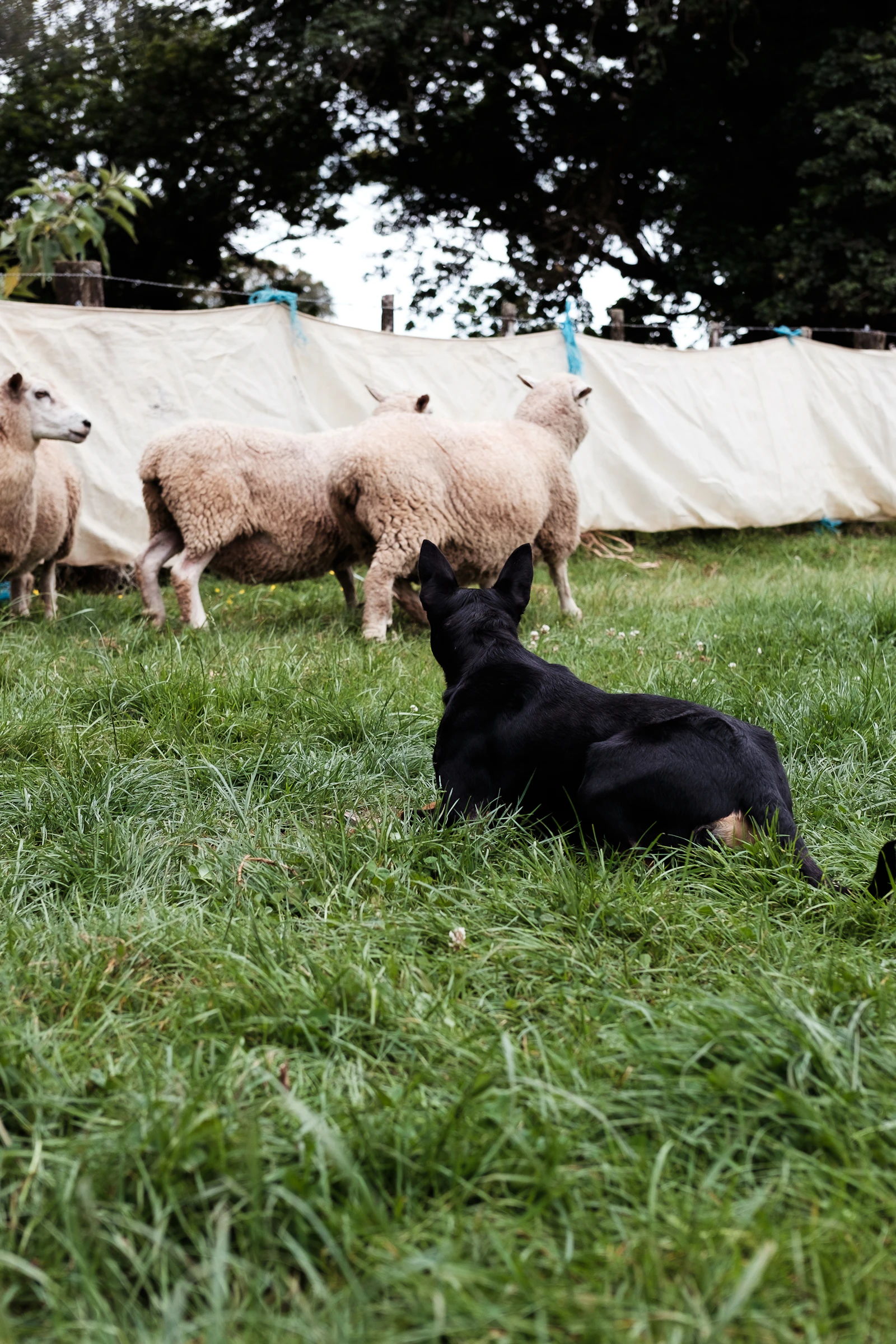 Australian Kelpie working sheep in a grassy paddock, photo by Alexis B. on Unsplash
