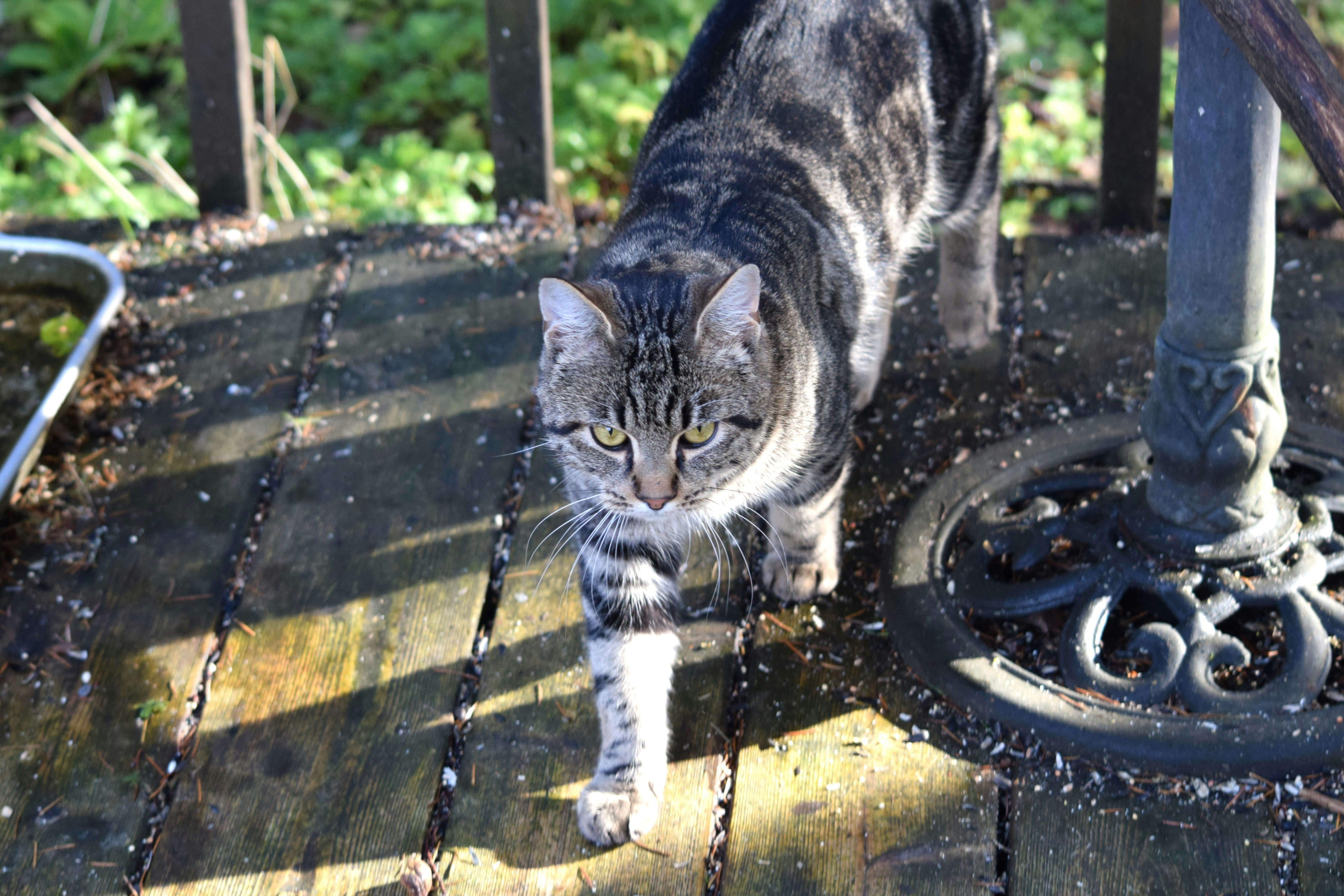 Eine Katze, die auf einer Terrasse neben einem Zaun läuft