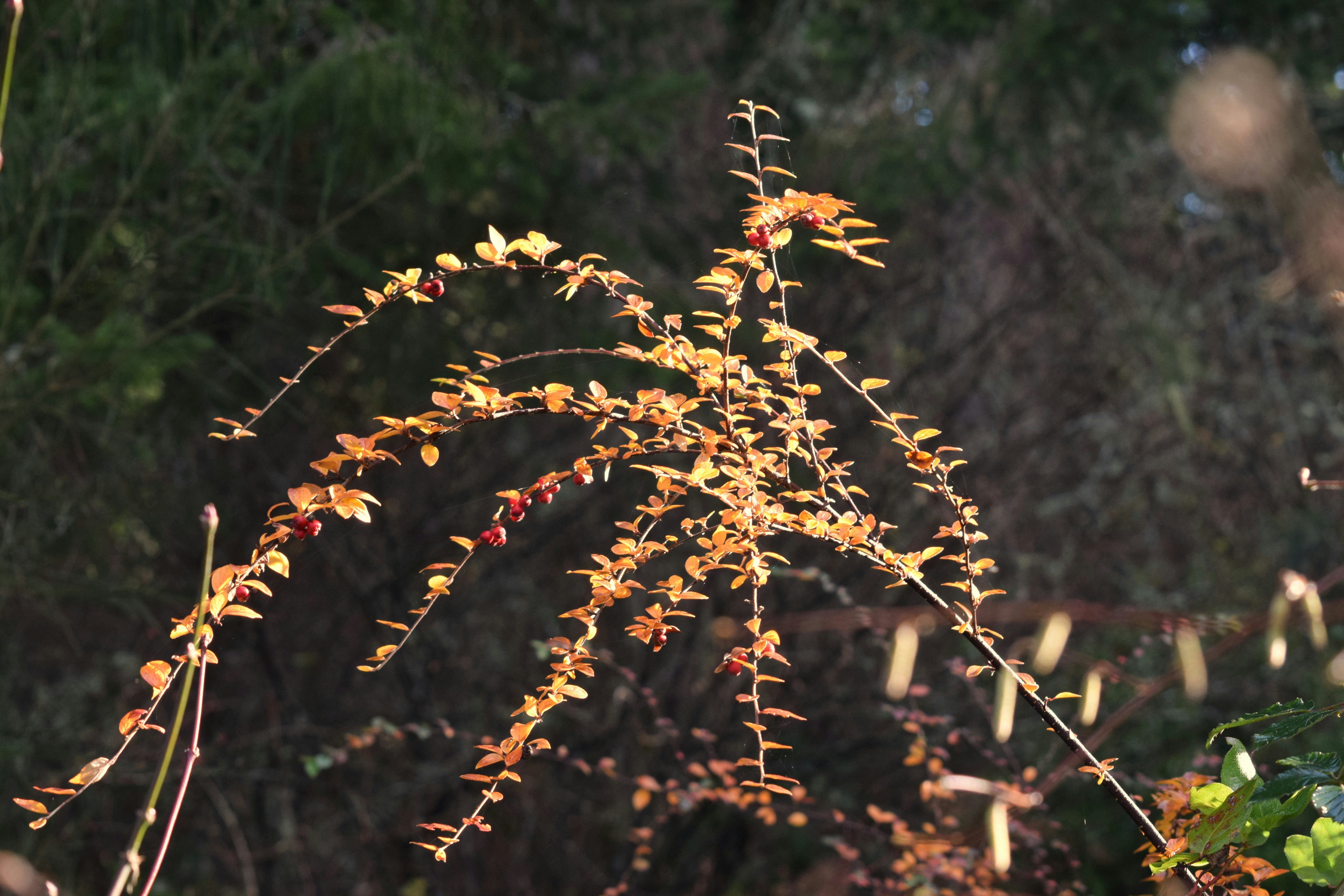 Nahaufnahme einer Pflanze mit gelben Blättern