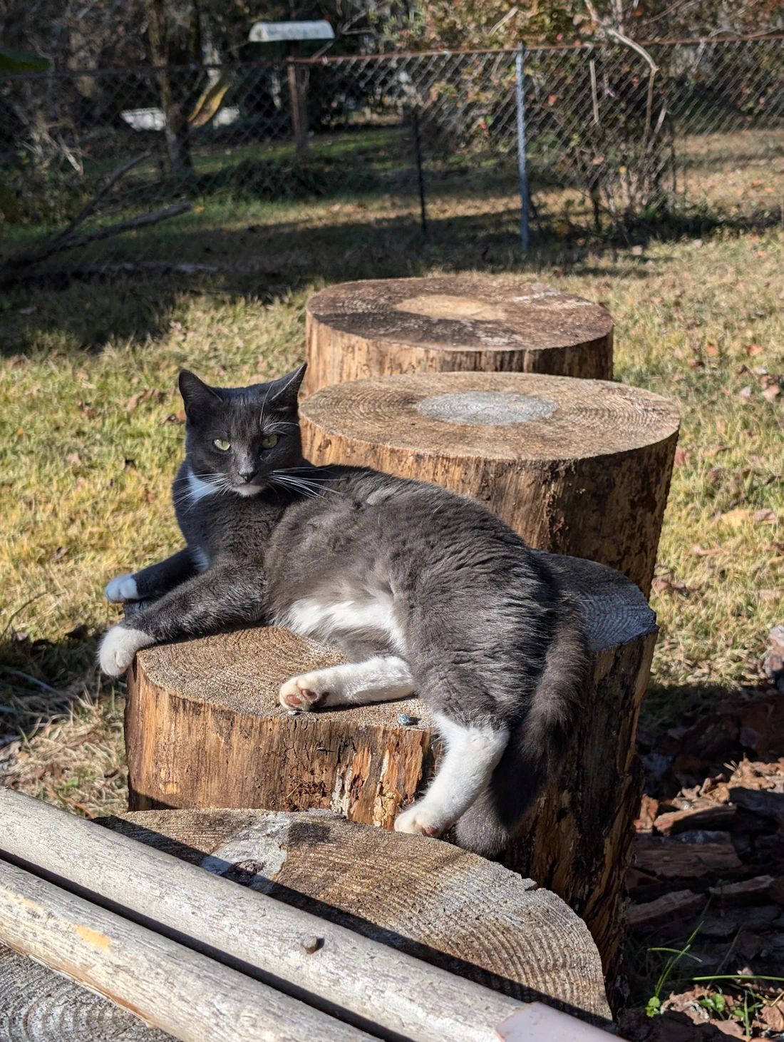 Grey-and-white cat relaxing on a tree stump in sunlight
