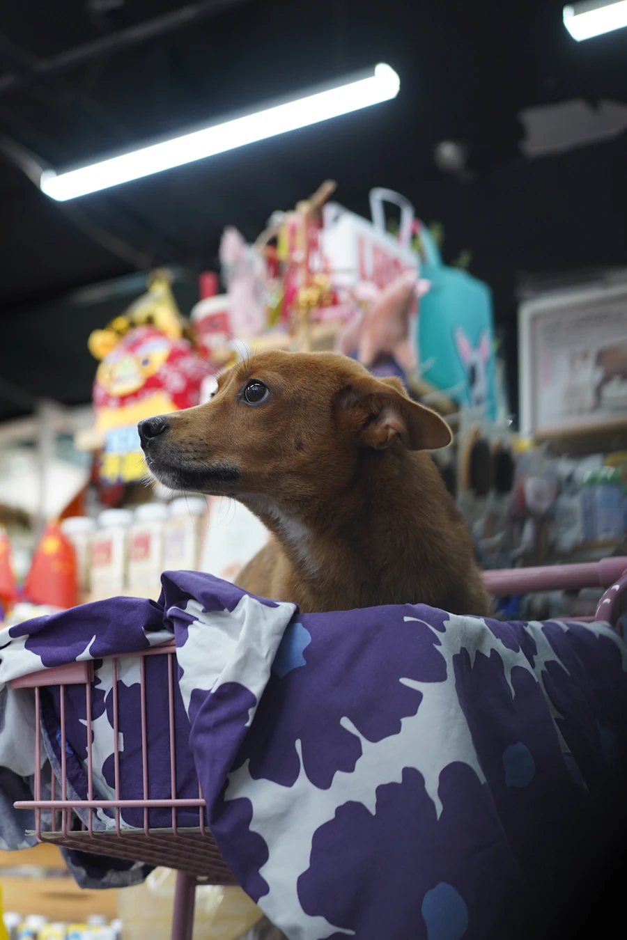 A dog riding in a cart past the toy aisle of a pet supply store