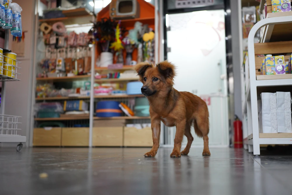 A dog waiting outside the door of a pet store