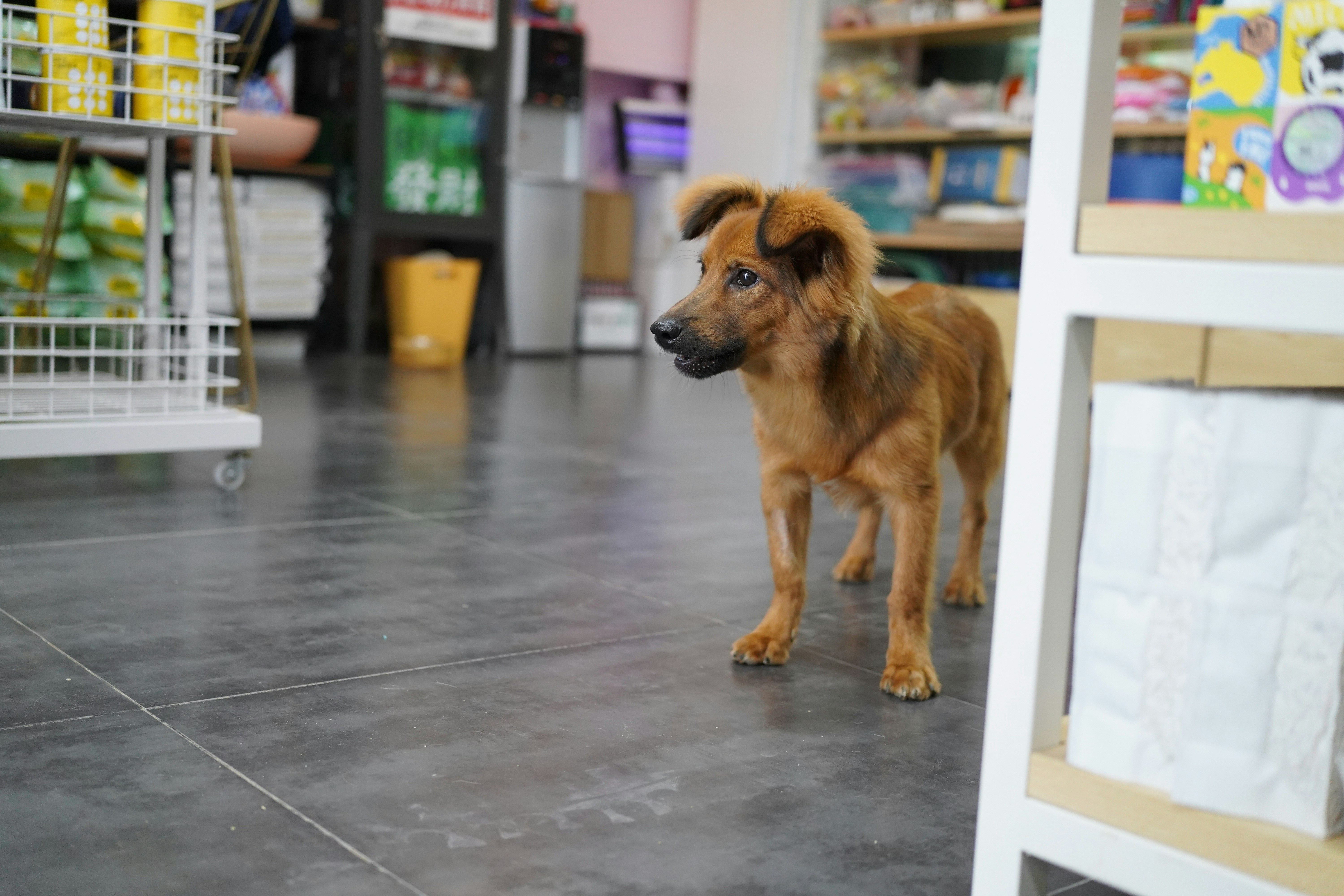 A brown dog standing on top of a tiled floor