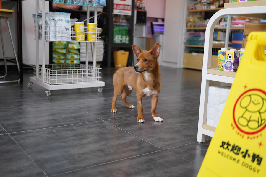 Alimento balanceado perro adulto 15kg