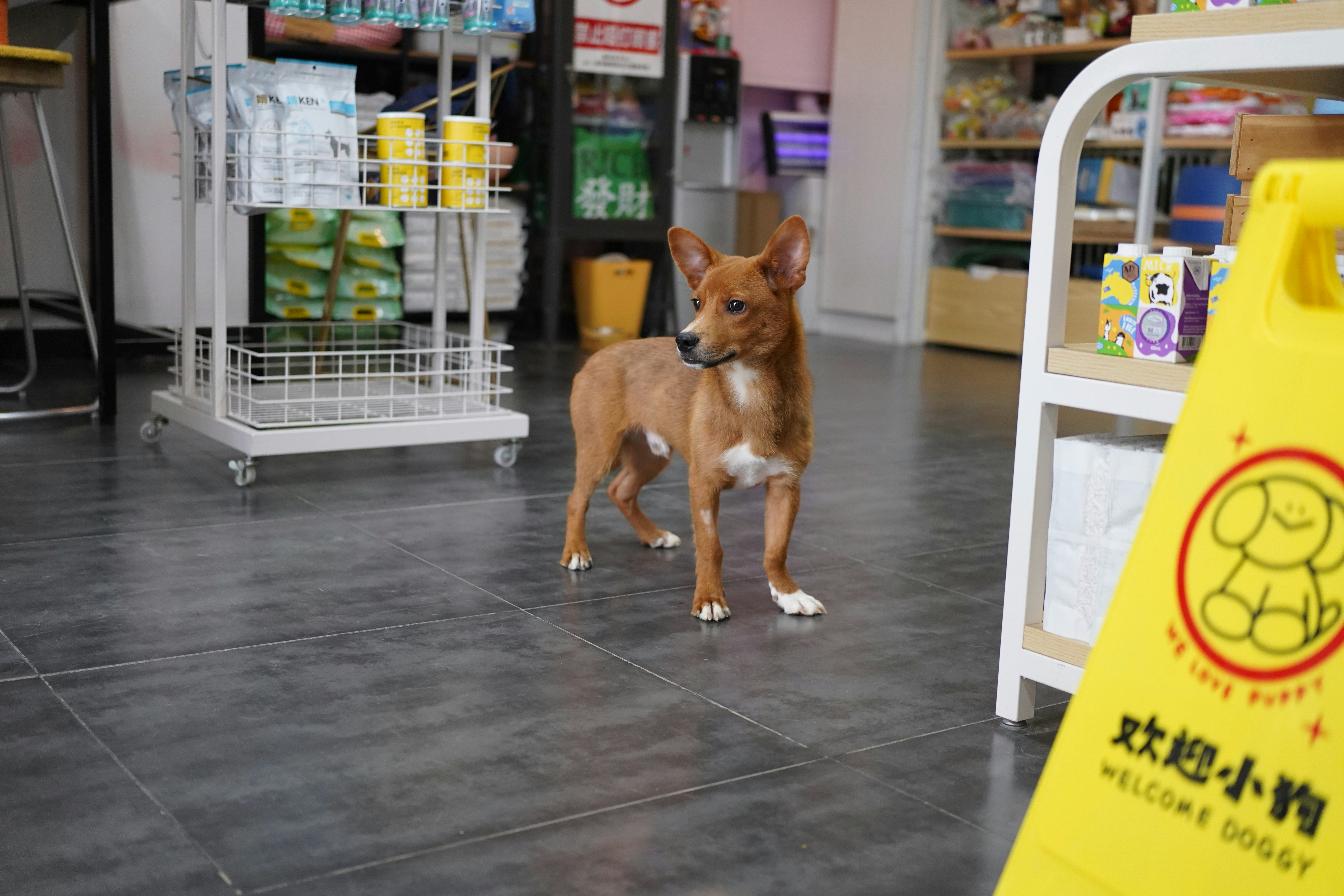 A small brown dog standing in a store