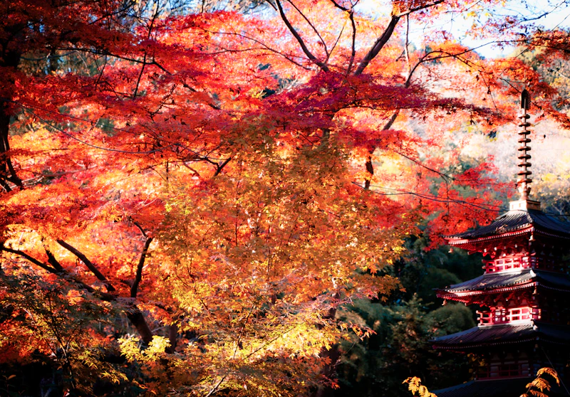 A pagoda in the middle of a Japanese forest in autumn — the visual language of Tohoku's fall season