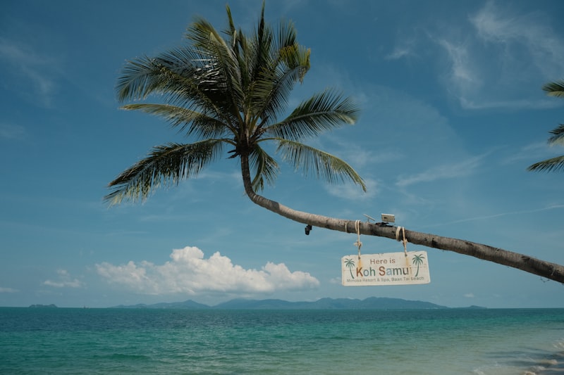 Palm tree leaning over a beach sign