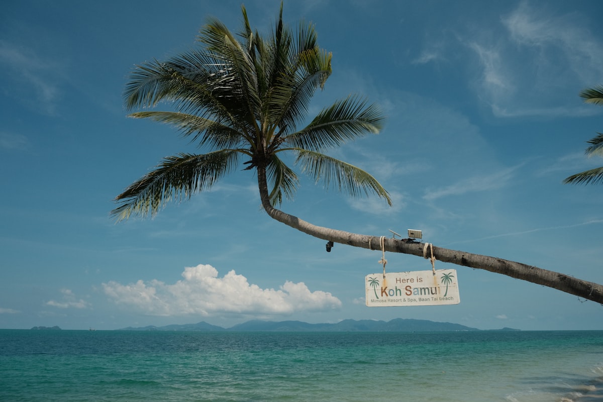 Koh Samui December — palm tree and directional sign on tropical beach as season turns