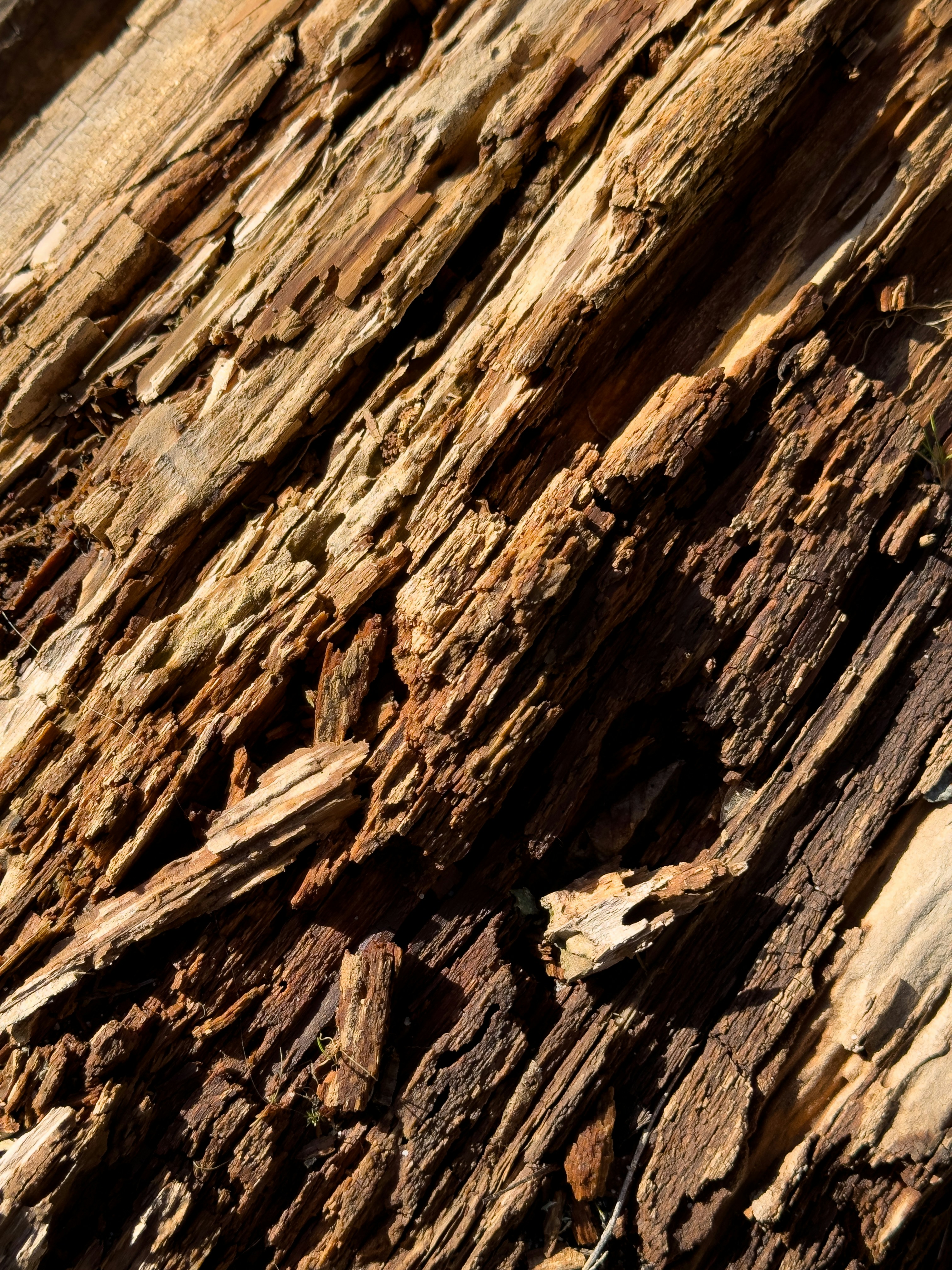 A bird is perched on a piece of wood