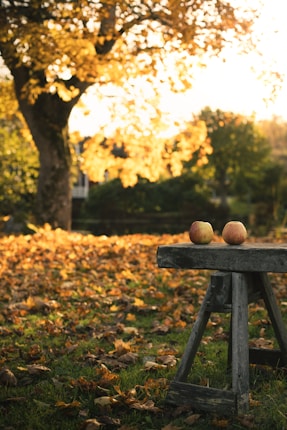 A wooden bench with apples on top of it