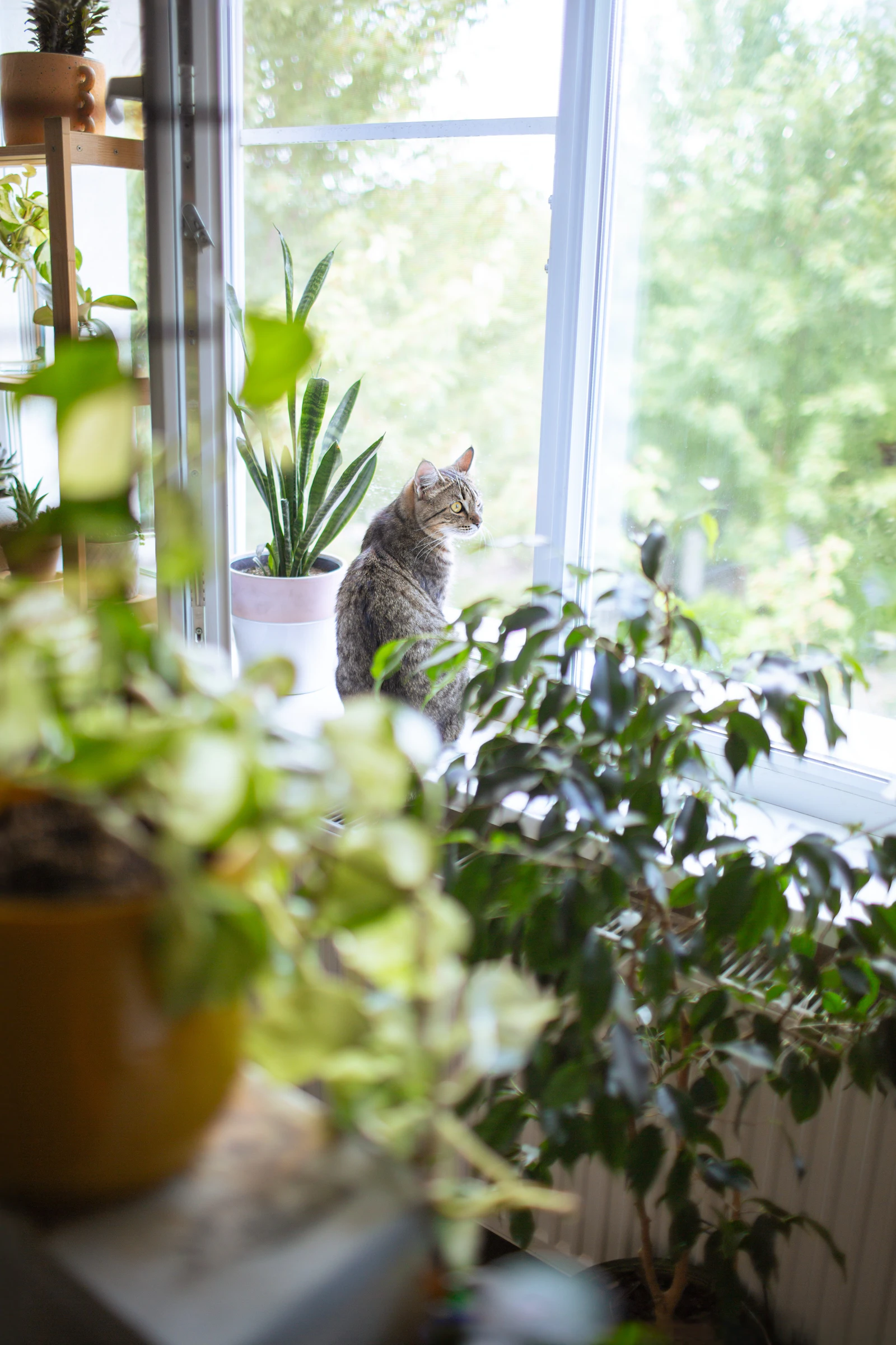 Tabby cat lounging on a sunny windowsill beside a green potted houseplant in a bright home interior