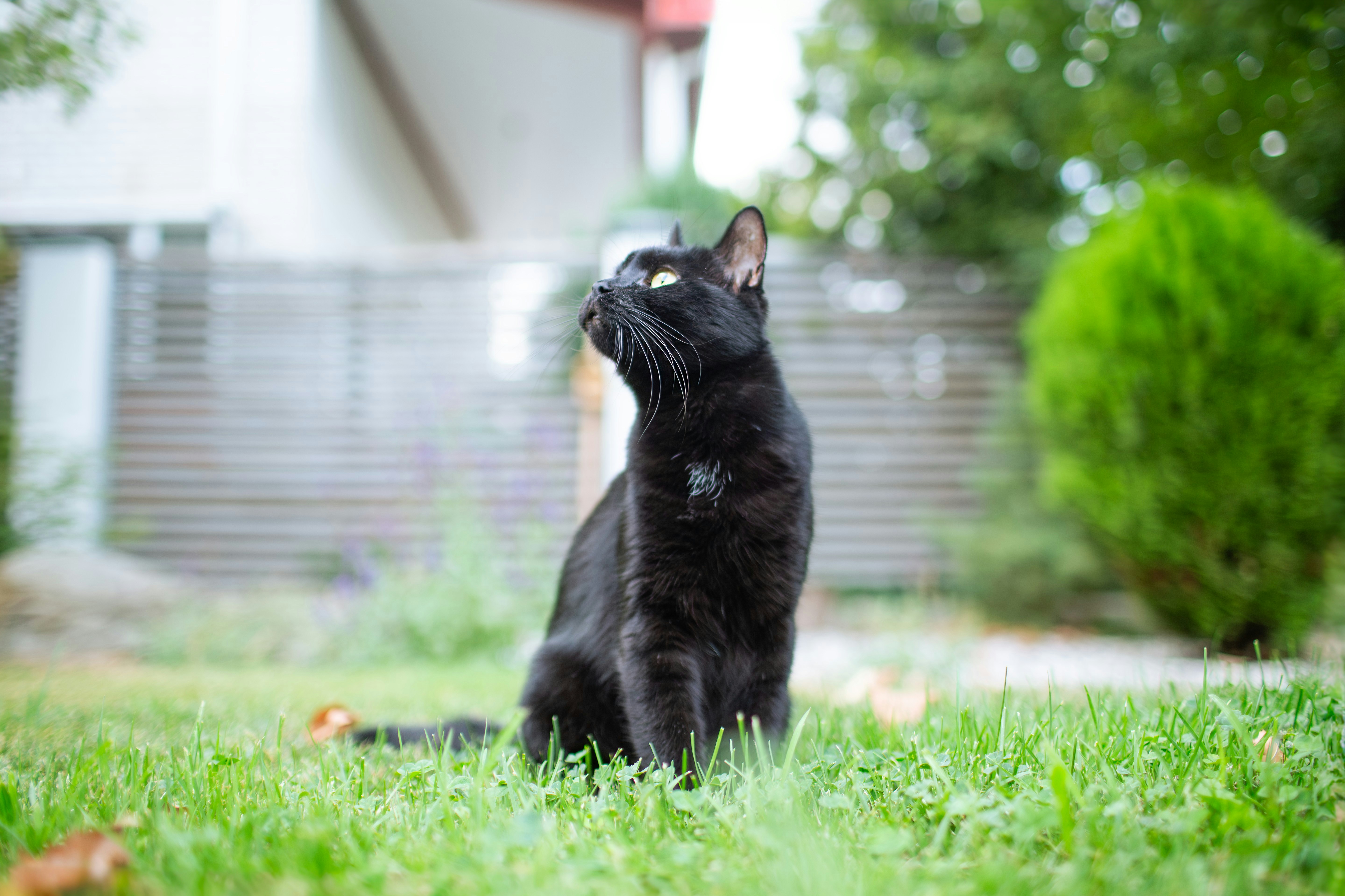 Un chat noir assis dans l’herbe qui lève les yeux