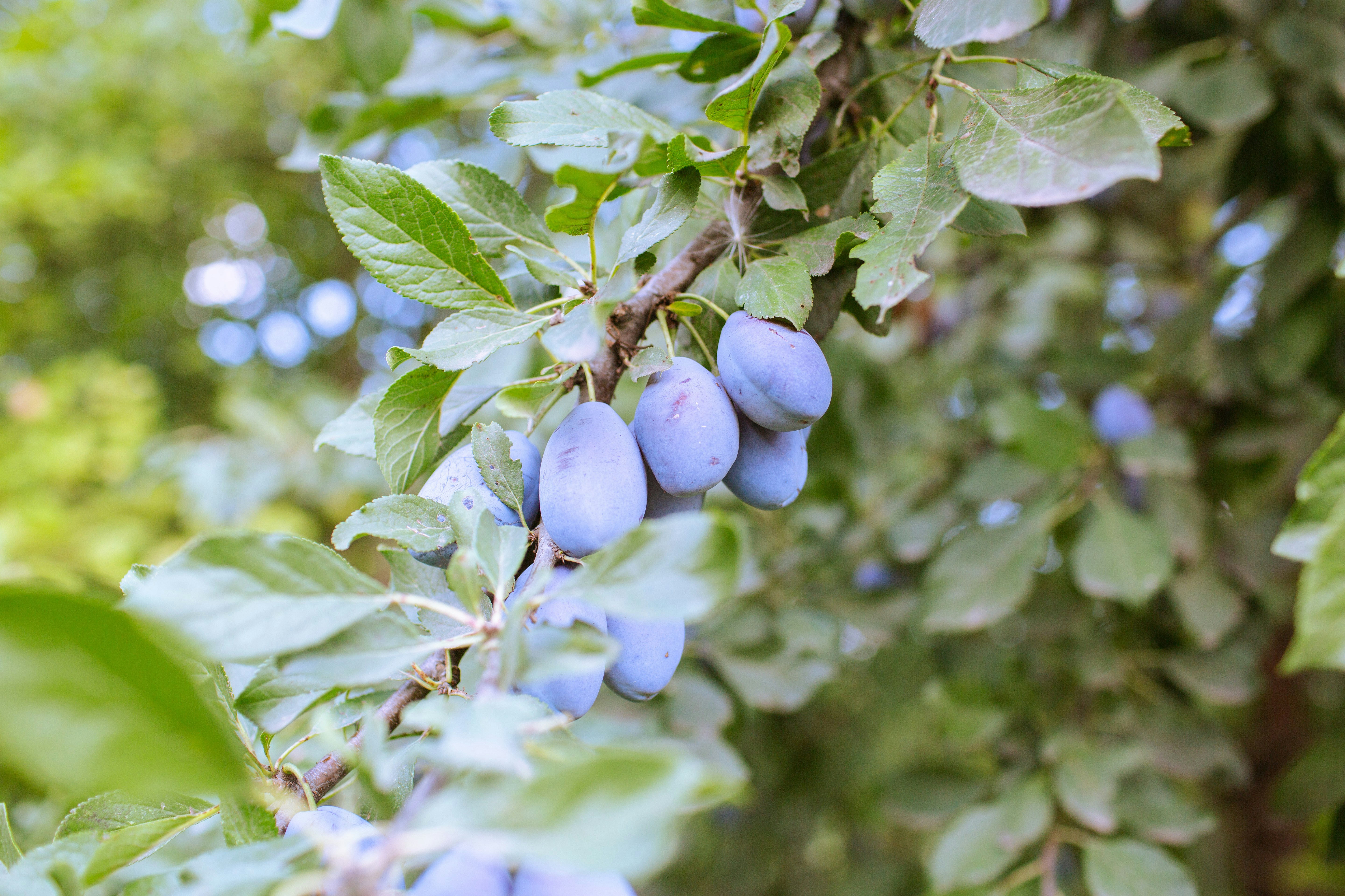 A bunch of blue berries hanging from a tree