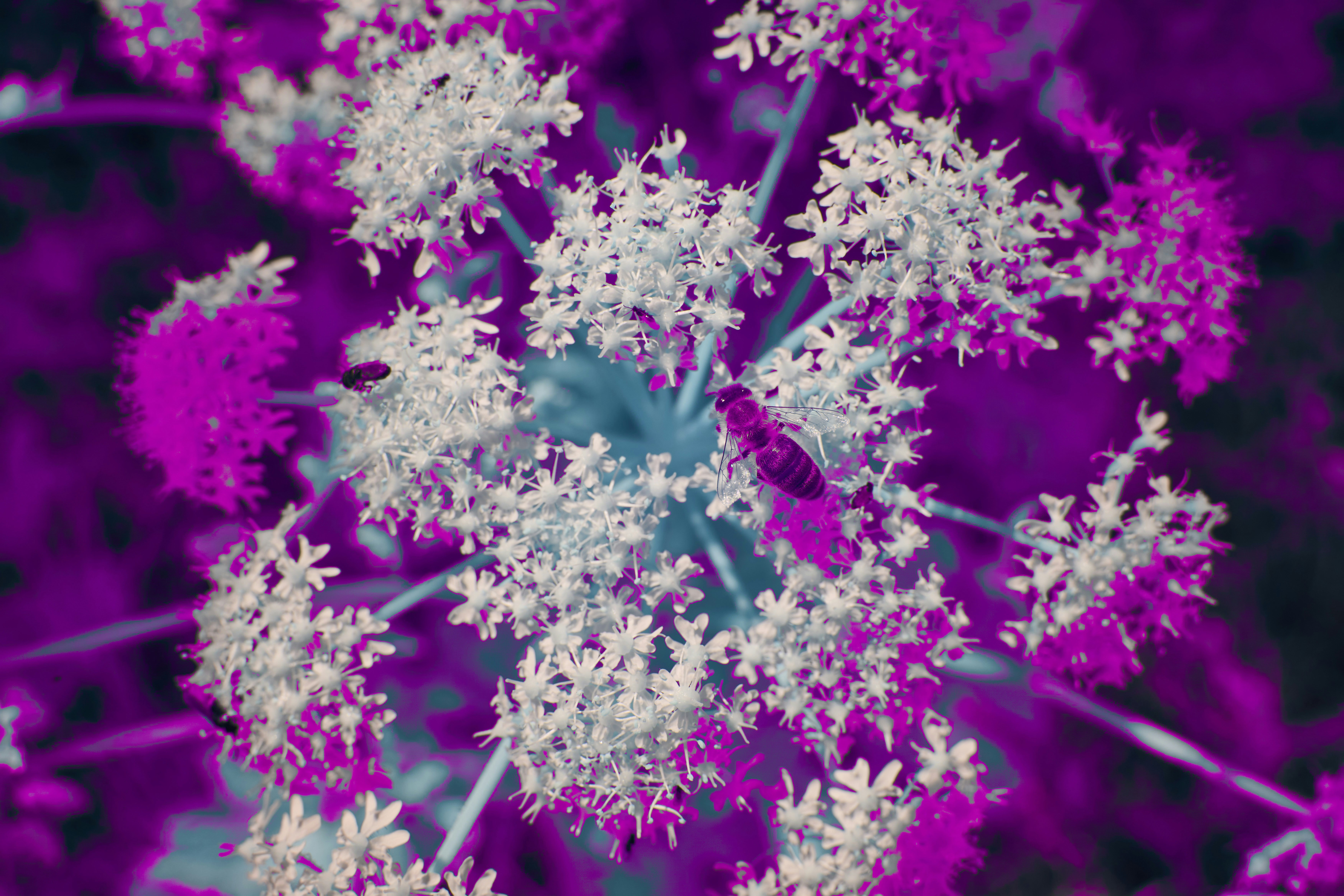 Photo by wolfgang_hasselmann