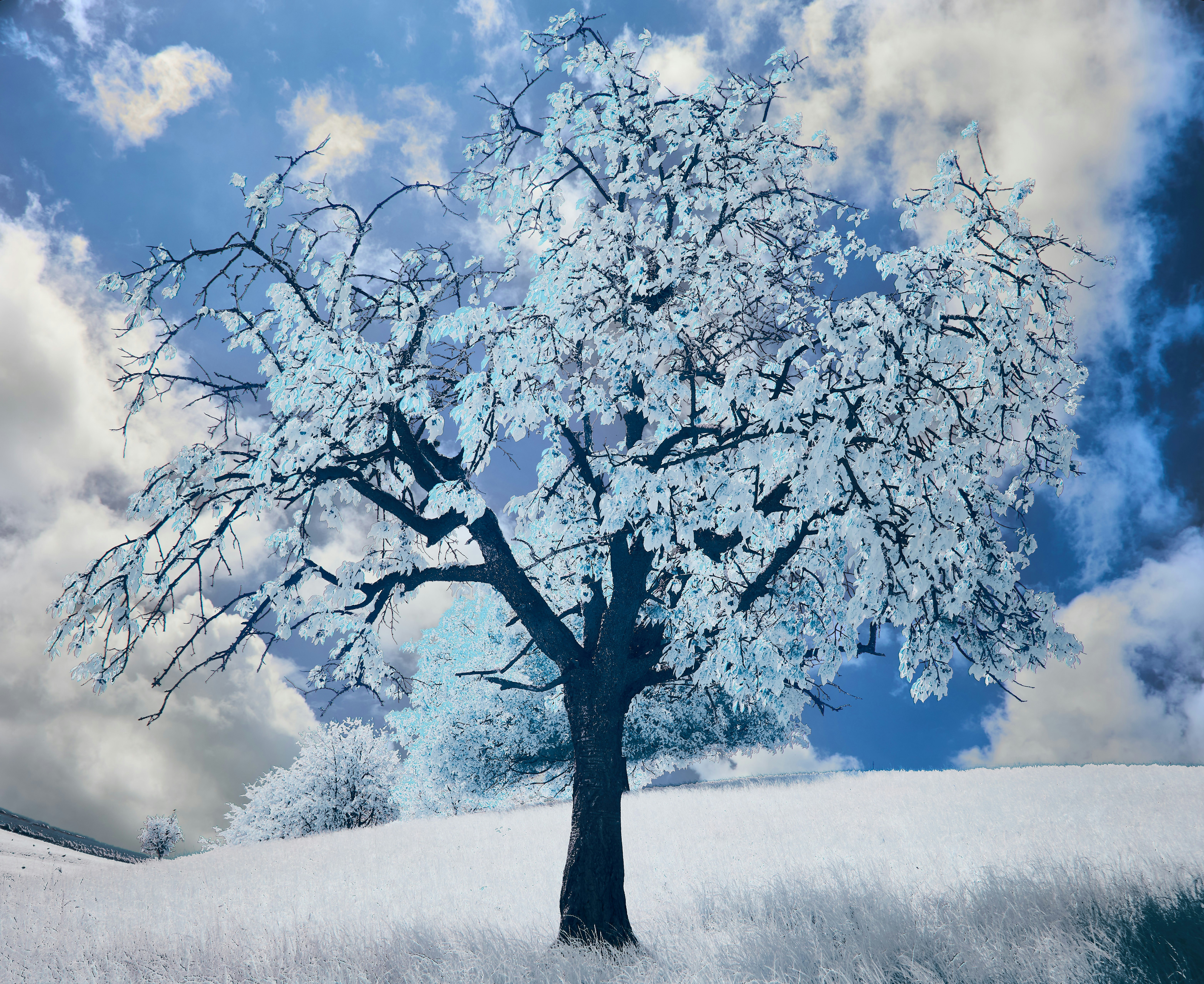 Photo by wolfgang_hasselmann