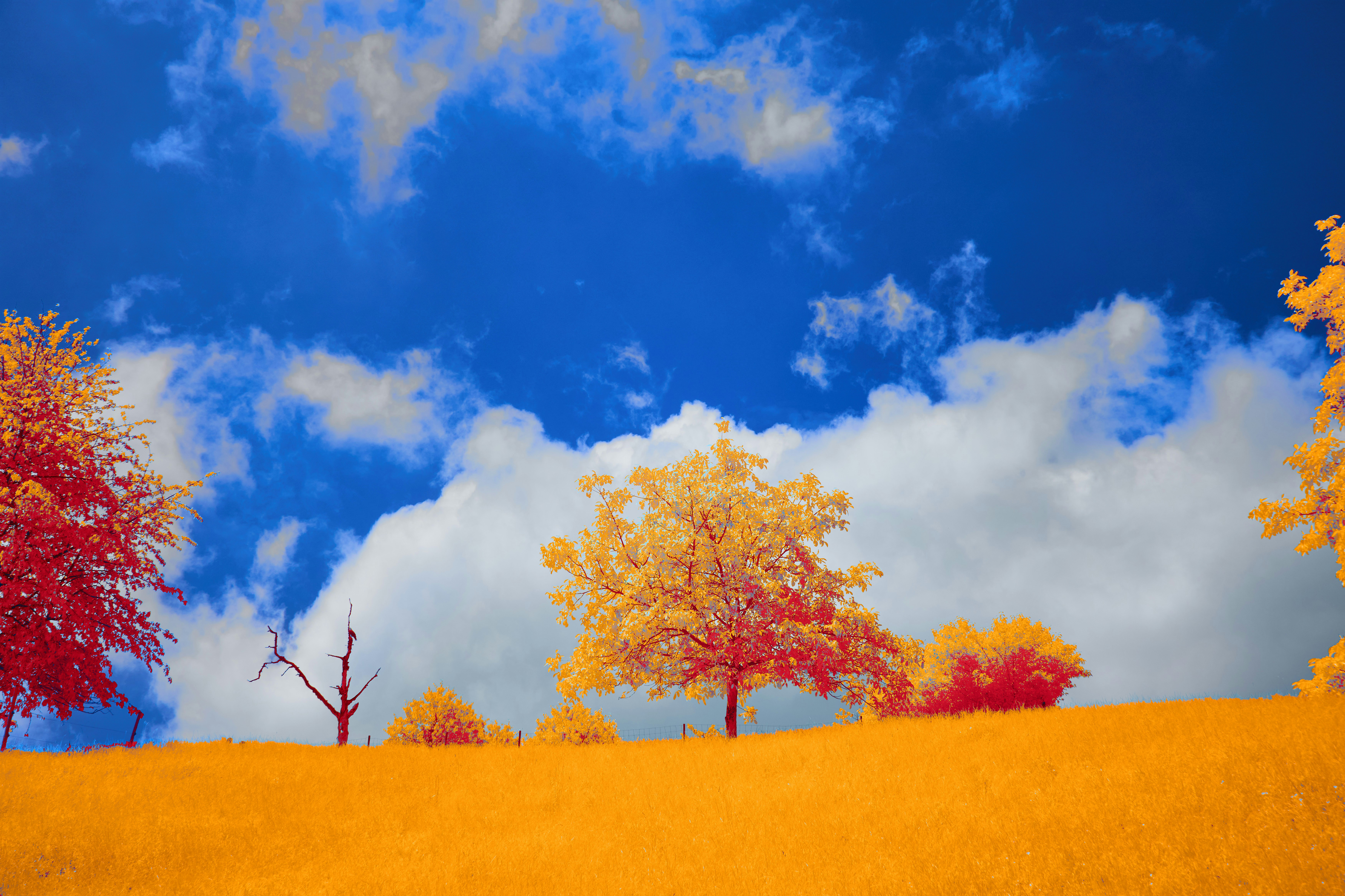 Photo by wolfgang_hasselmann