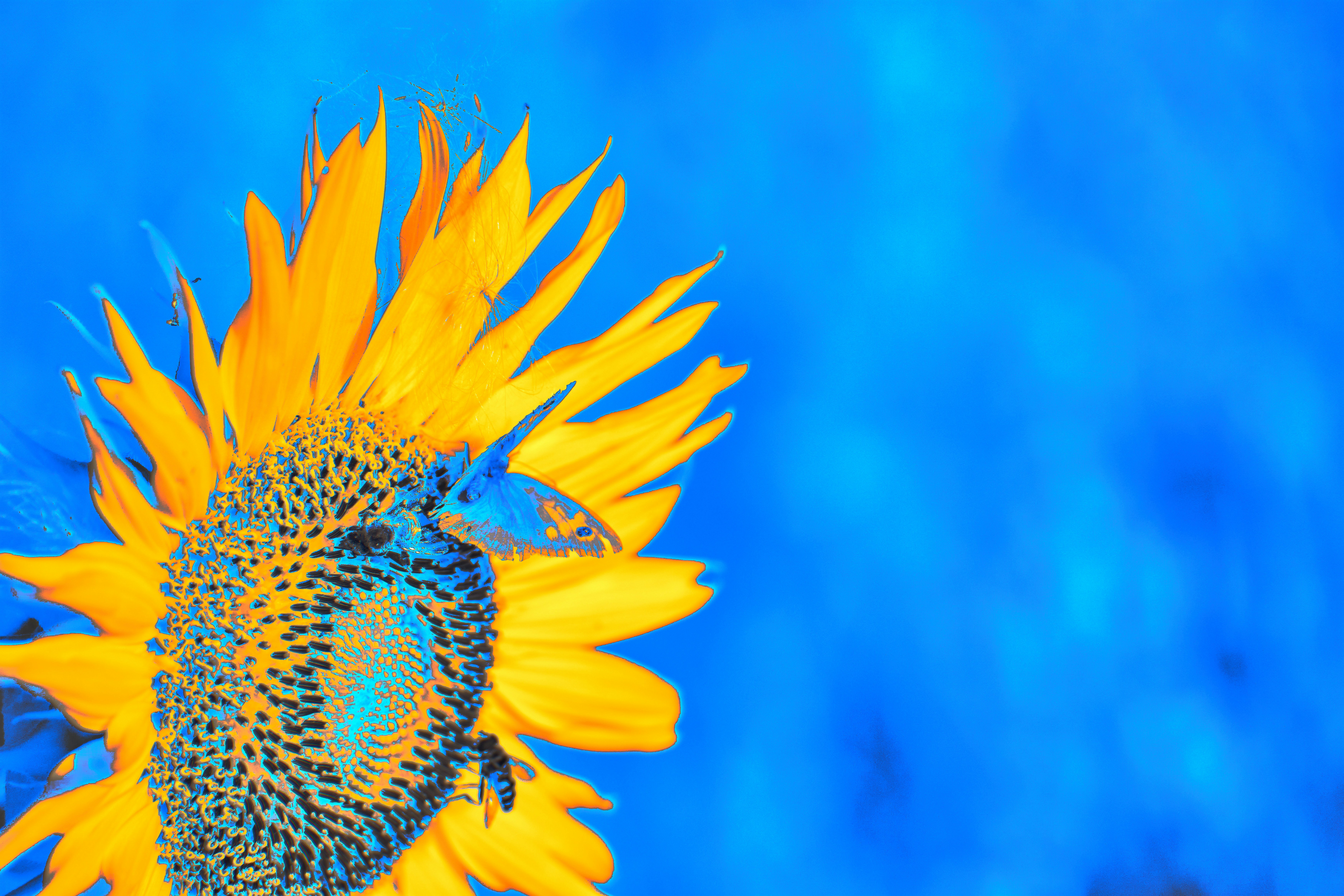 Photo by wolfgang_hasselmann